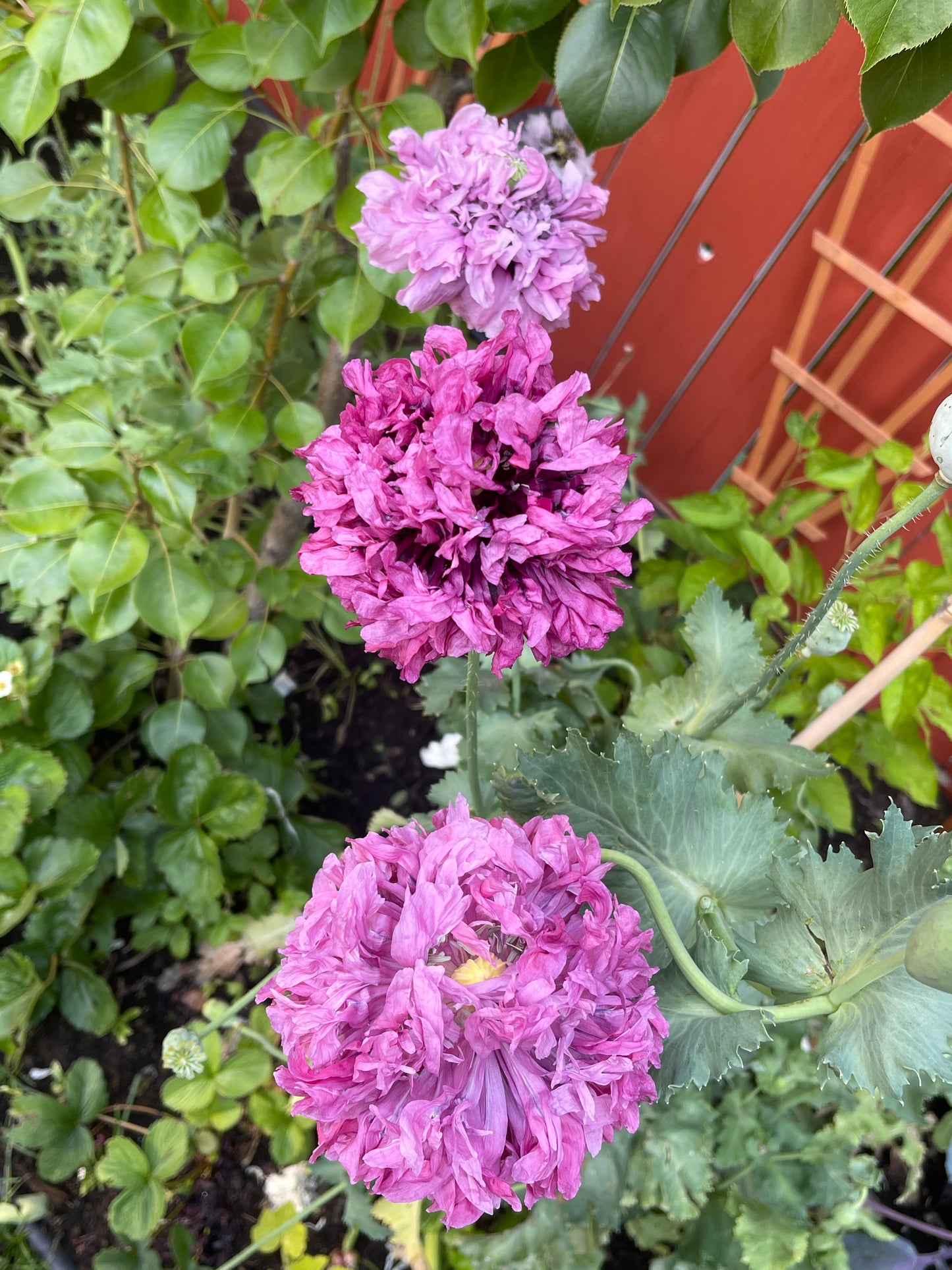 Purple Peony Poppy 100 Seeds