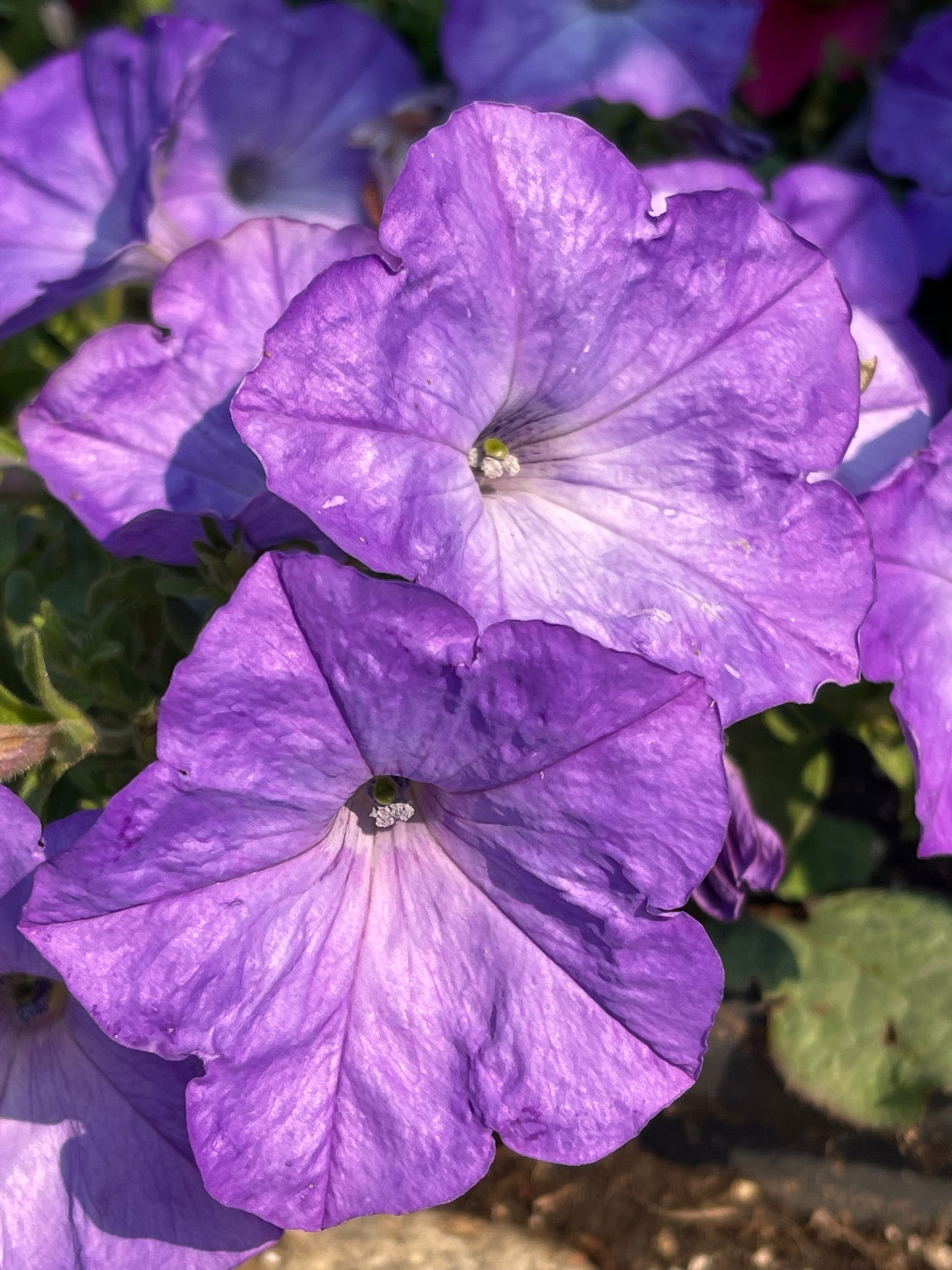 Sky Blue Petunia 50 Seeds
