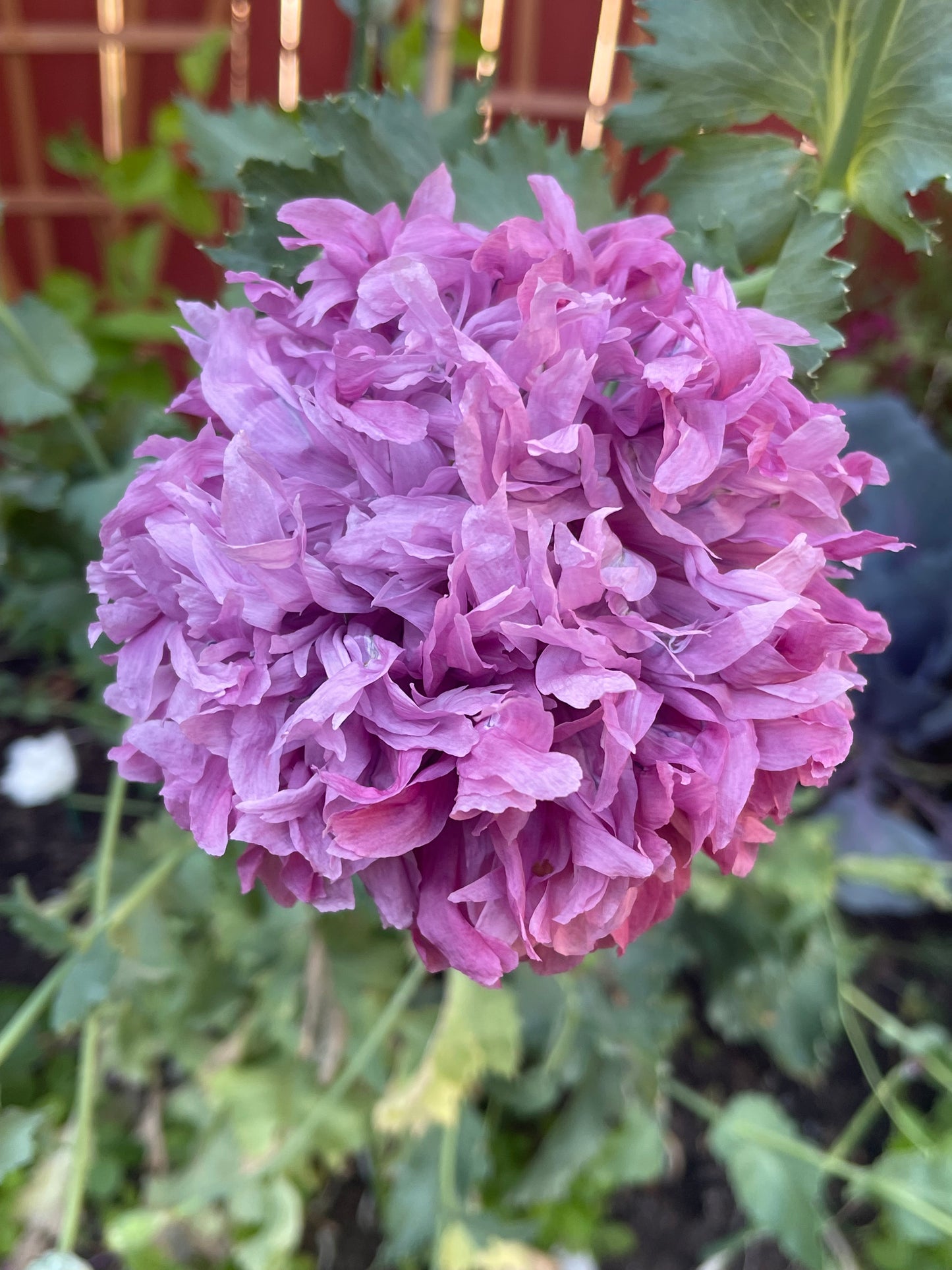 Purple Peony Poppy 100 Seeds
