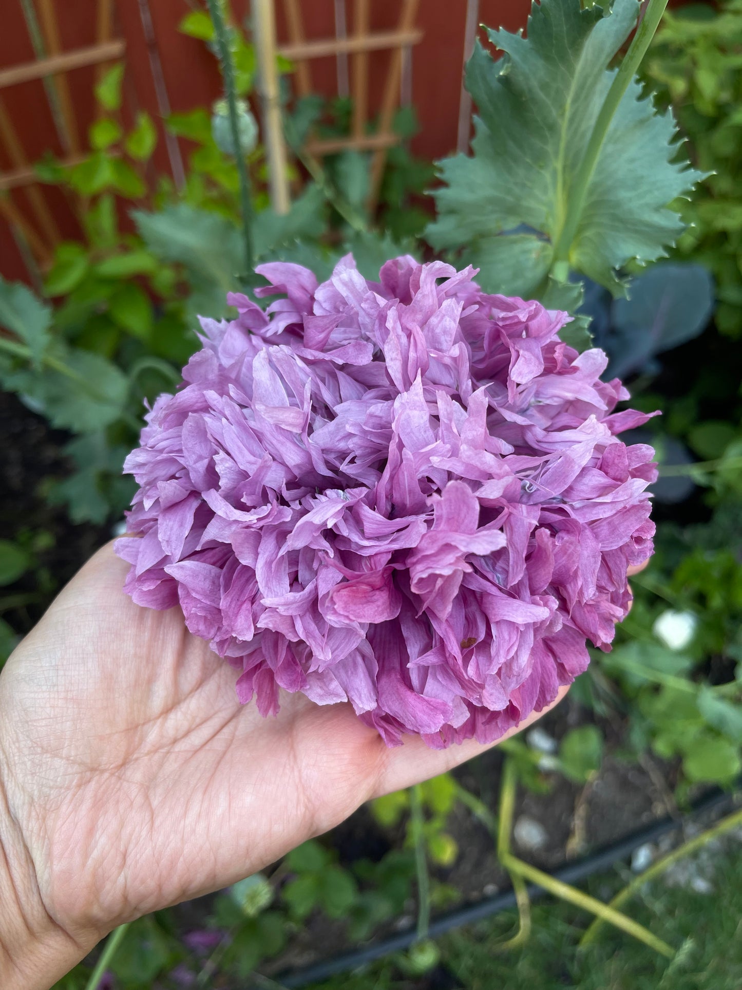 Purple Peony Poppy 100 Seeds