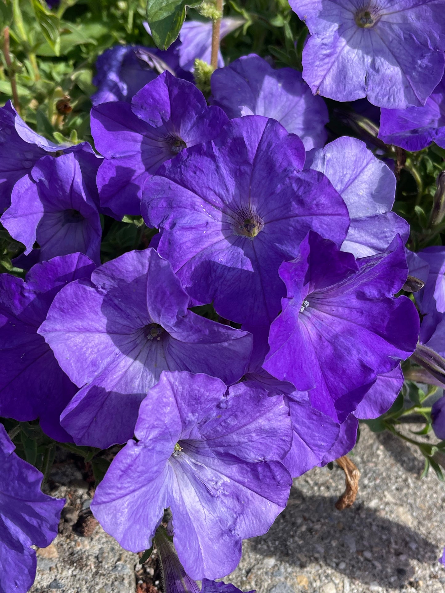 Sky Blue Petunia 50 Seeds