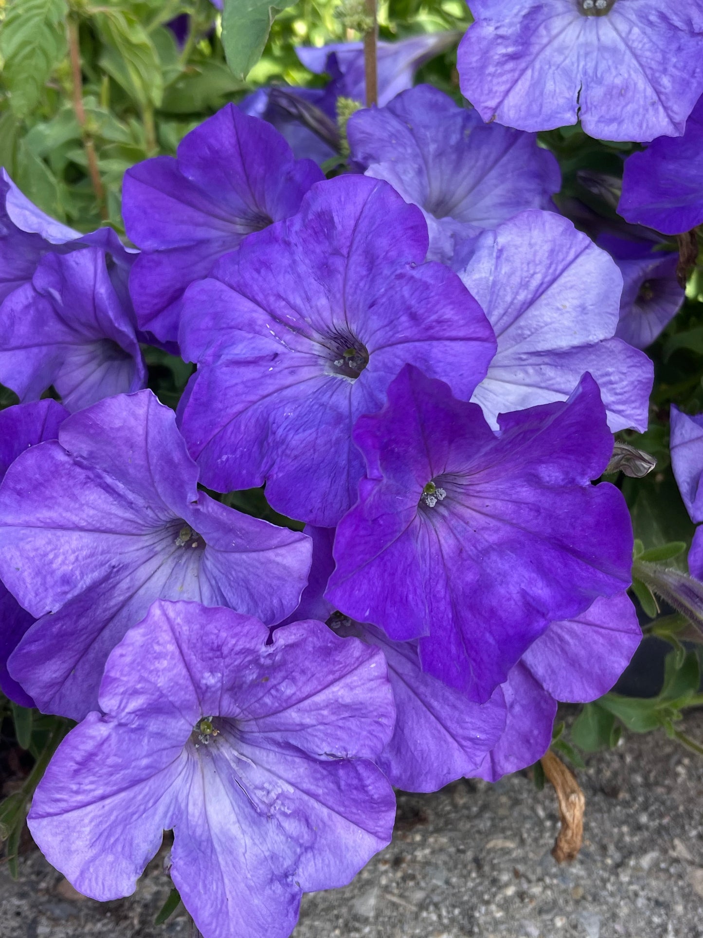 Sky Blue Petunia 50 Seeds