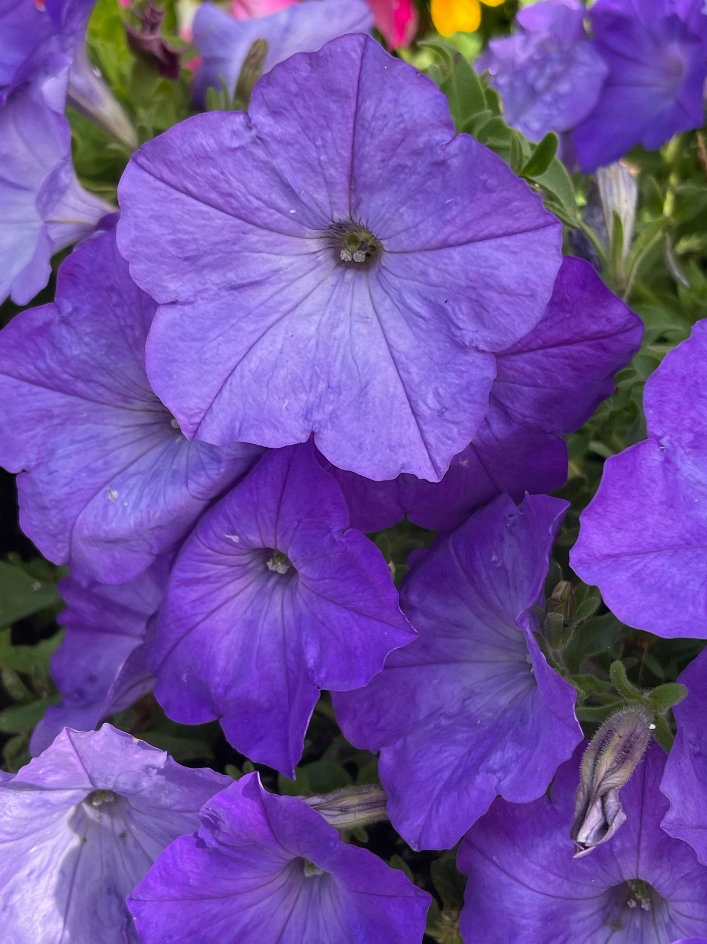 Sky Blue Petunia 50 Seeds