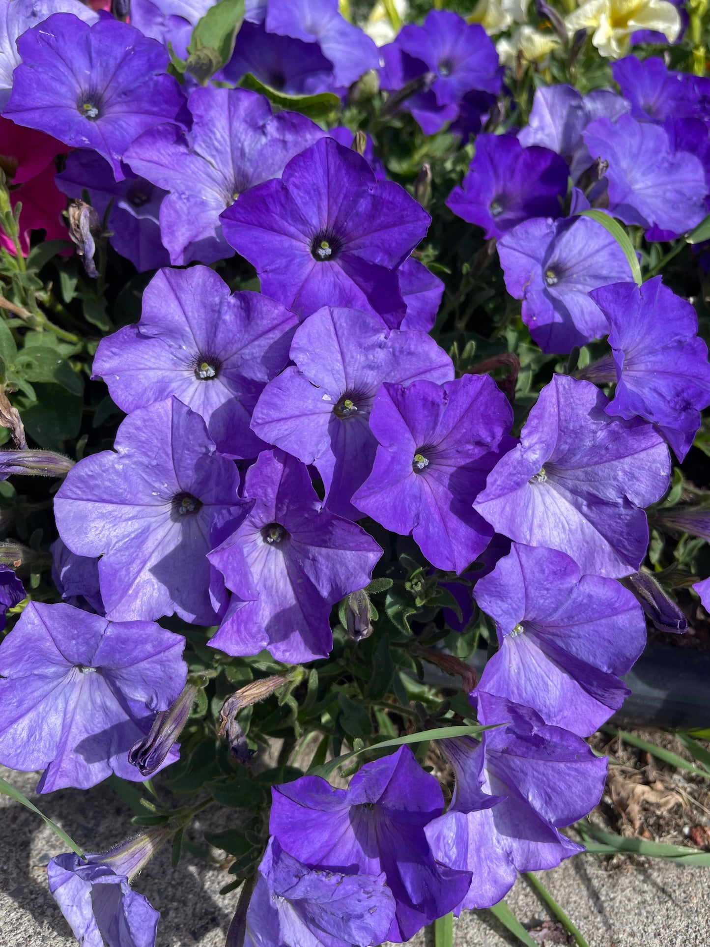 Sky Blue Petunia 50 Seeds