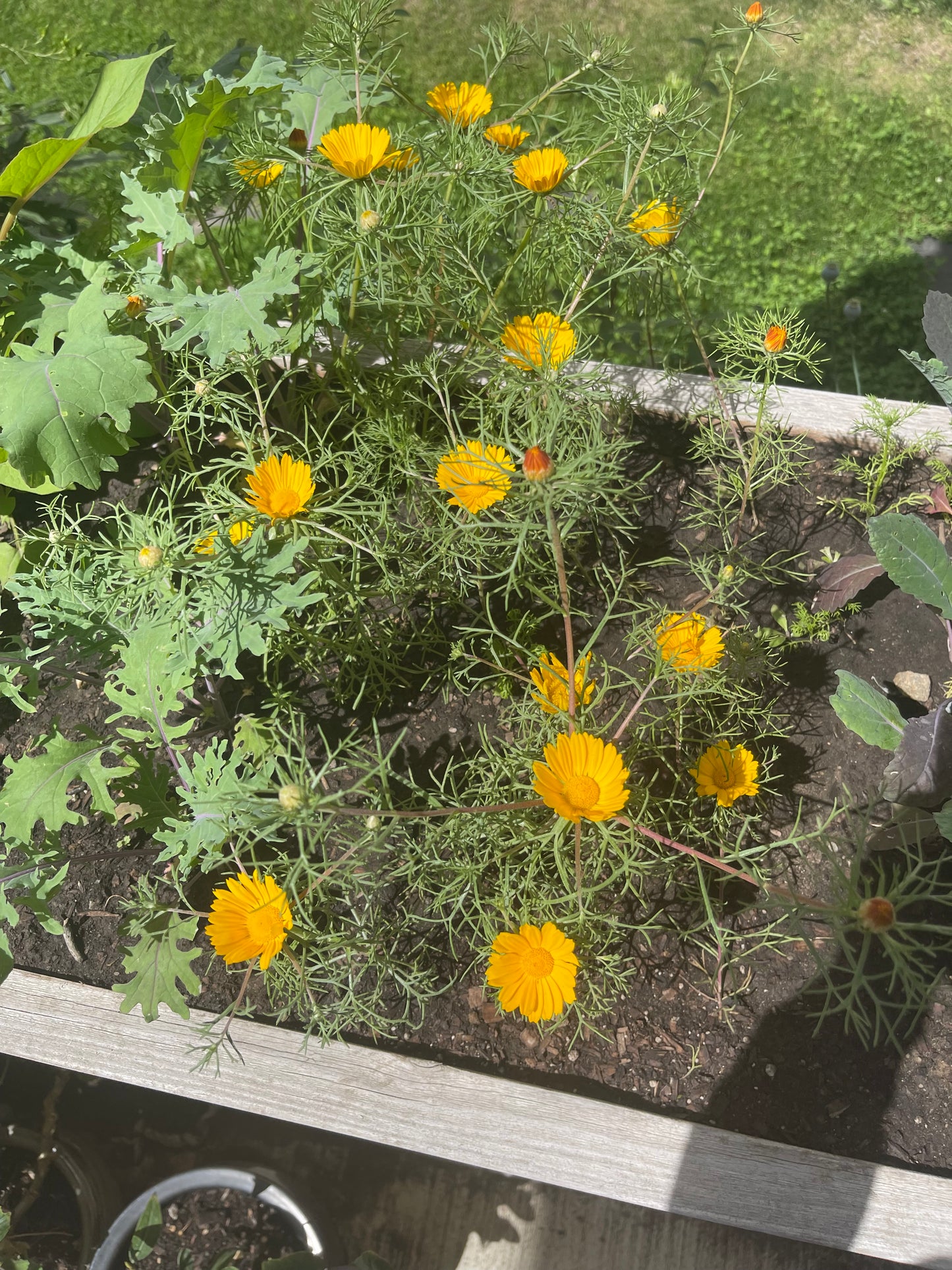 Moroccan Chamomile 100 Seeds