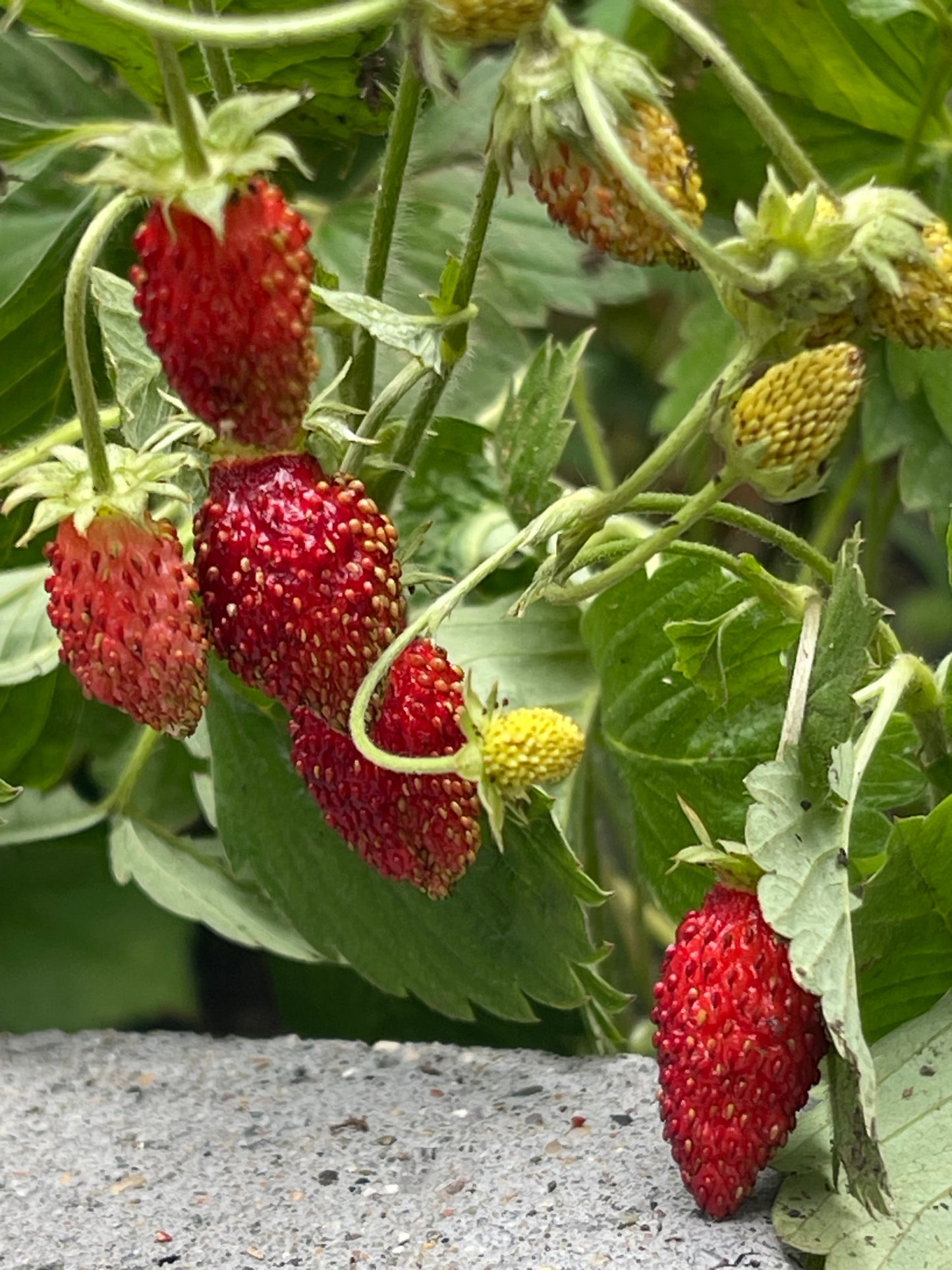 Red Alpine Strawberry 100 Seeds