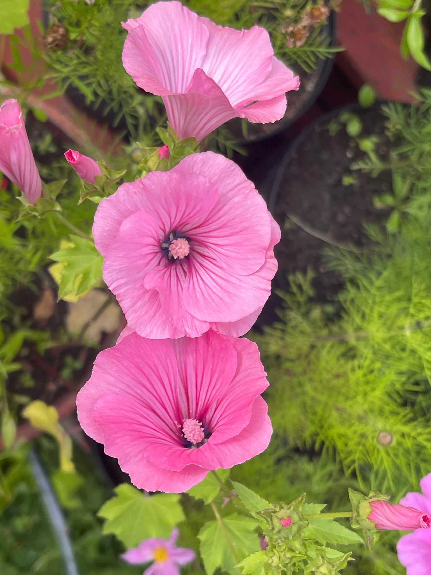 Twins Hot Pink Lavatera 25 Seeds
