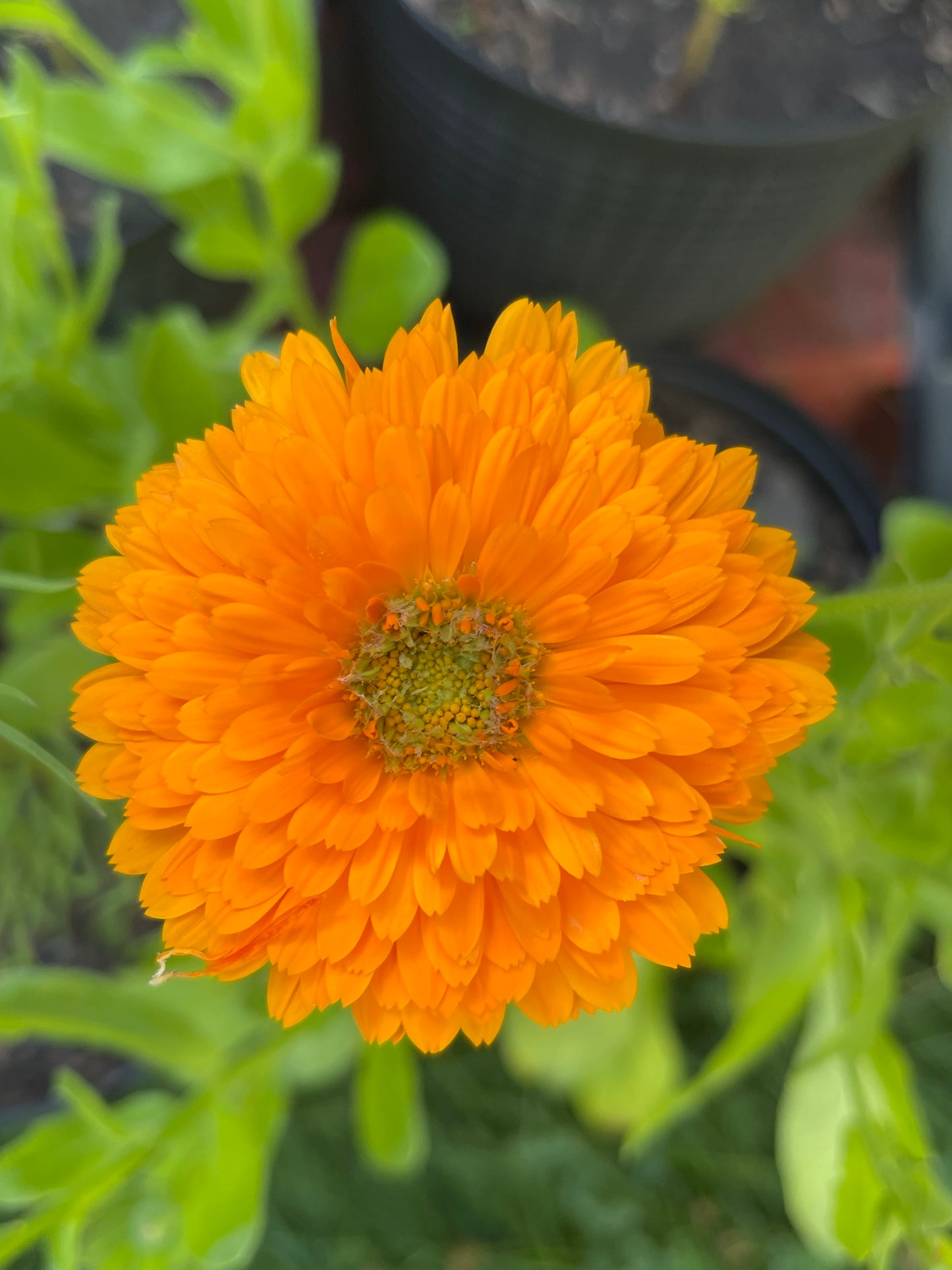Greenheart Orange Calendula 30 Seeds