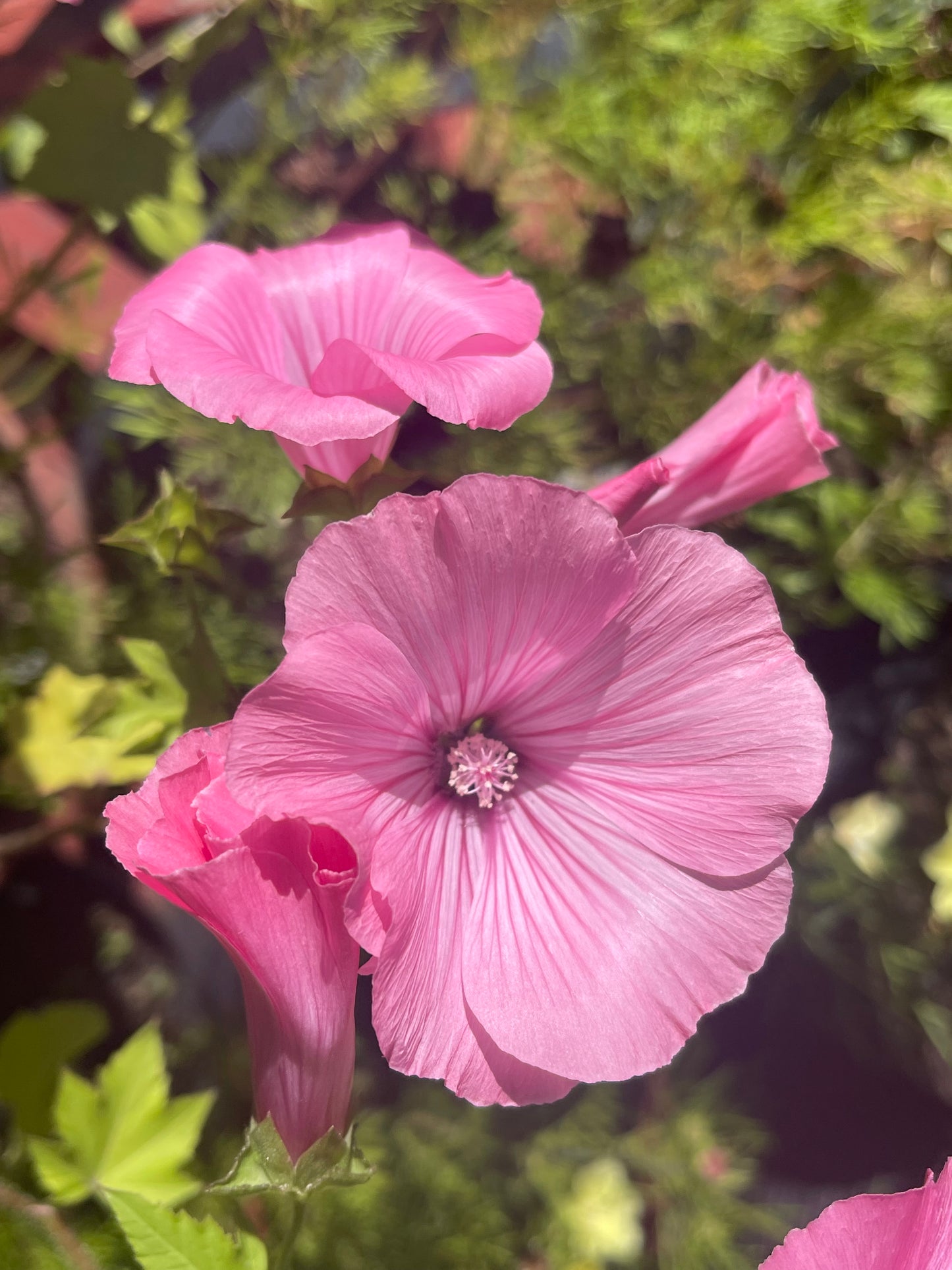 Twins Hot Pink Lavatera 25 Seeds