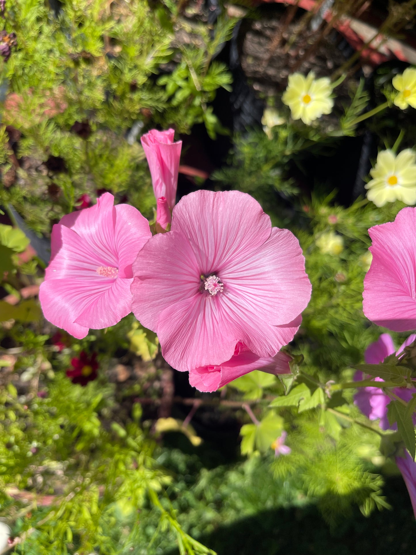Twins Hot Pink Lavatera 25 Seeds