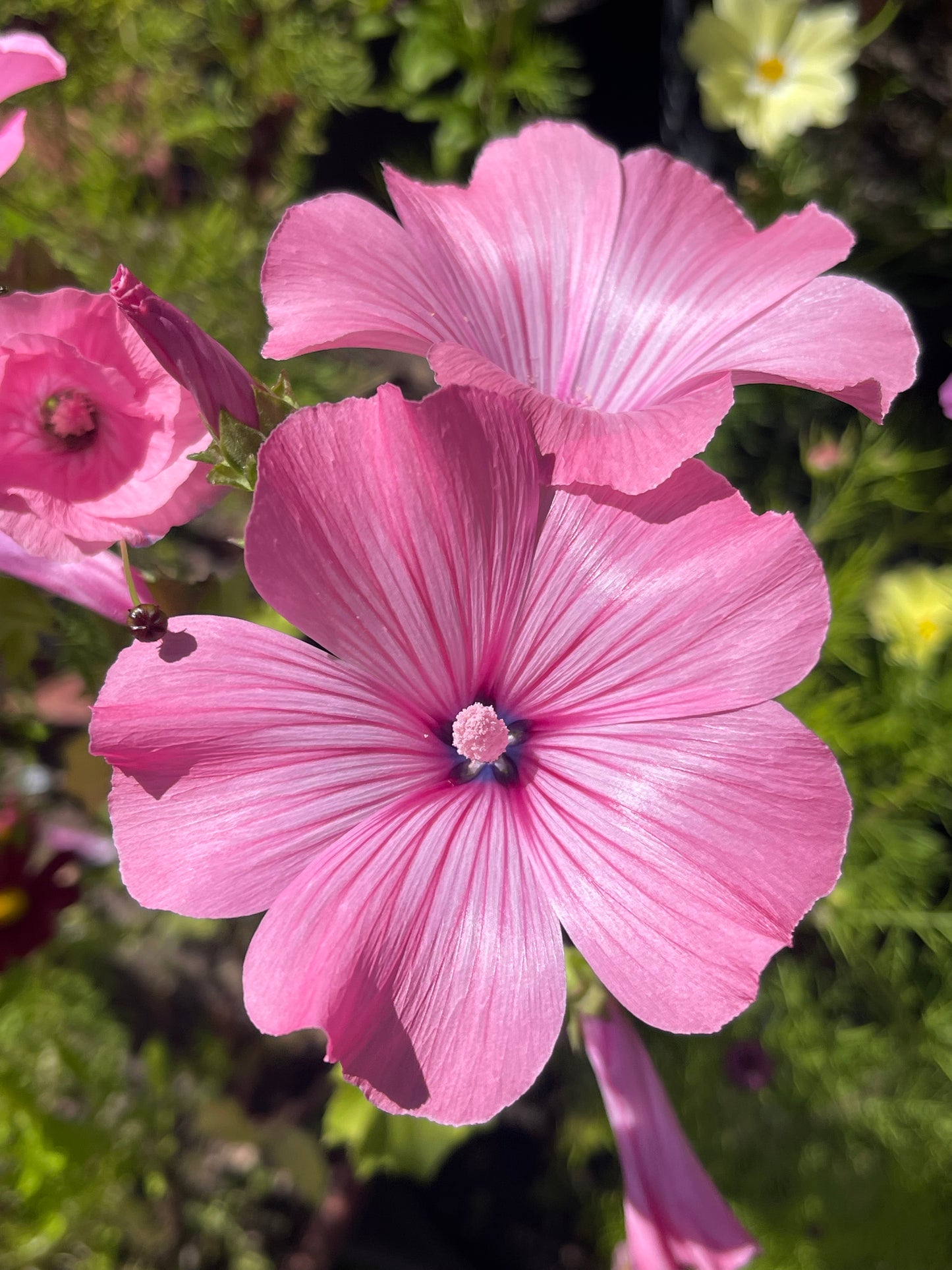 Twins Hot Pink Lavatera 25 Seeds