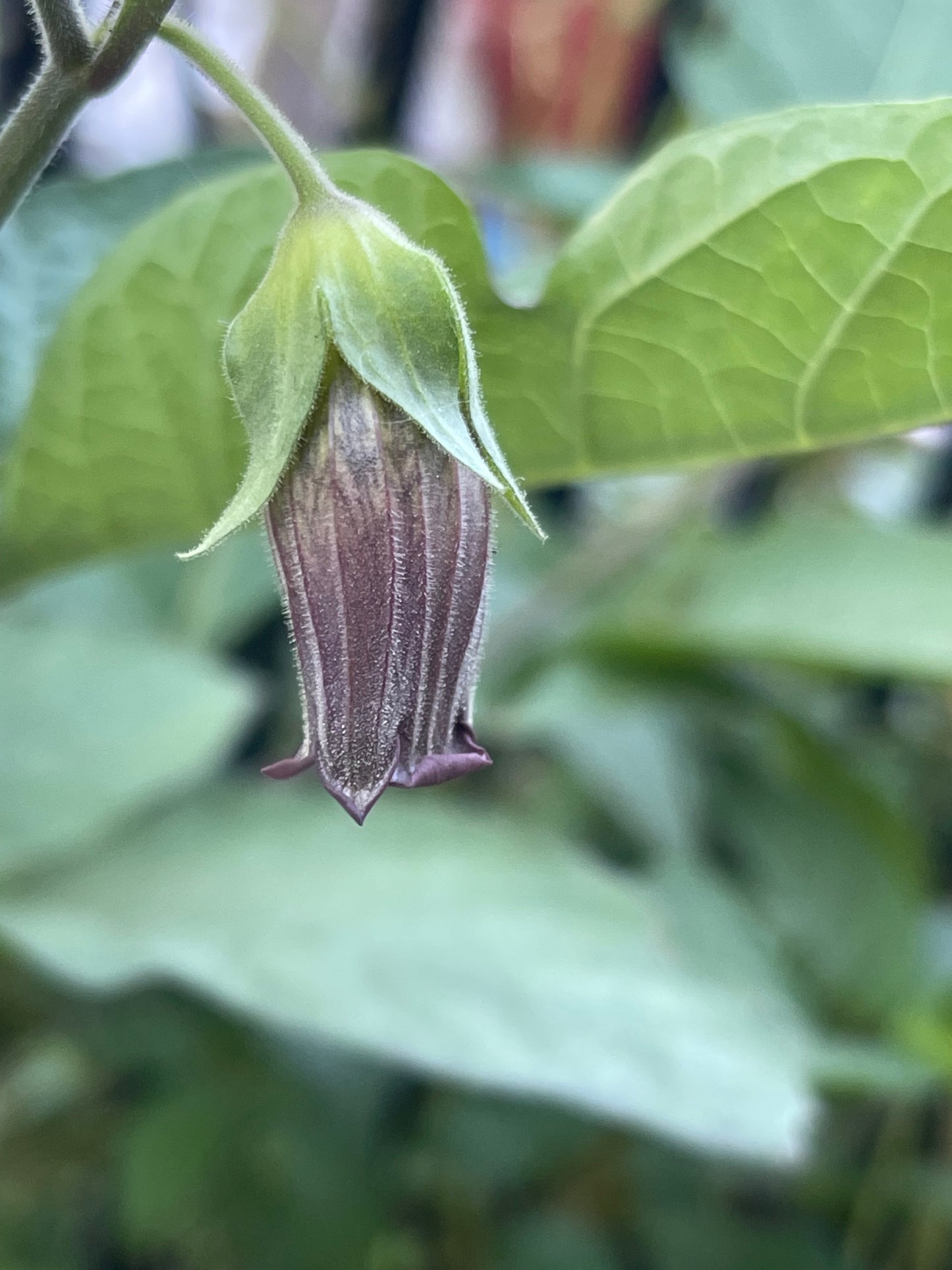 Belladonna 50 Seeds