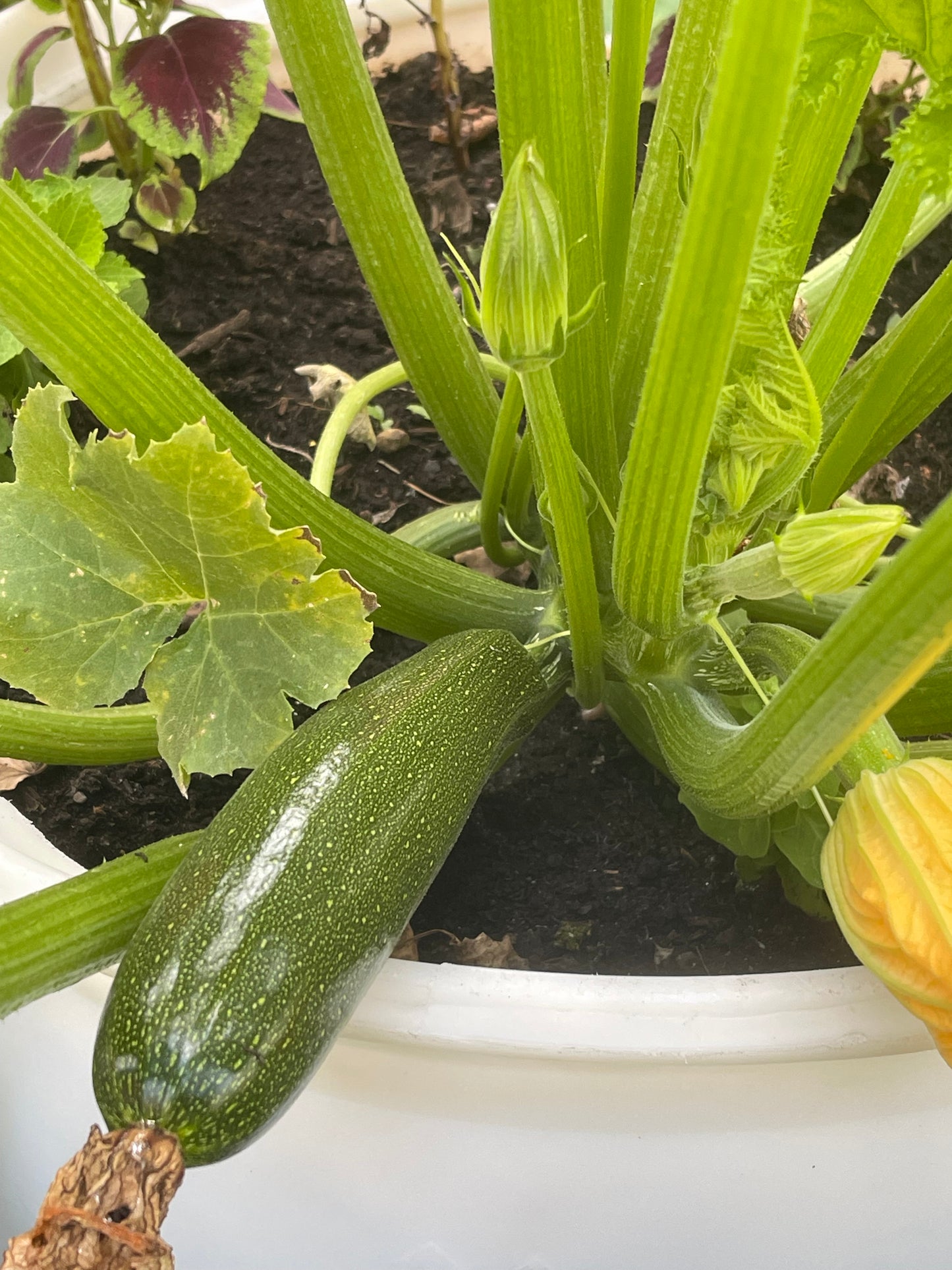 Green Zucchini 12 Seeds