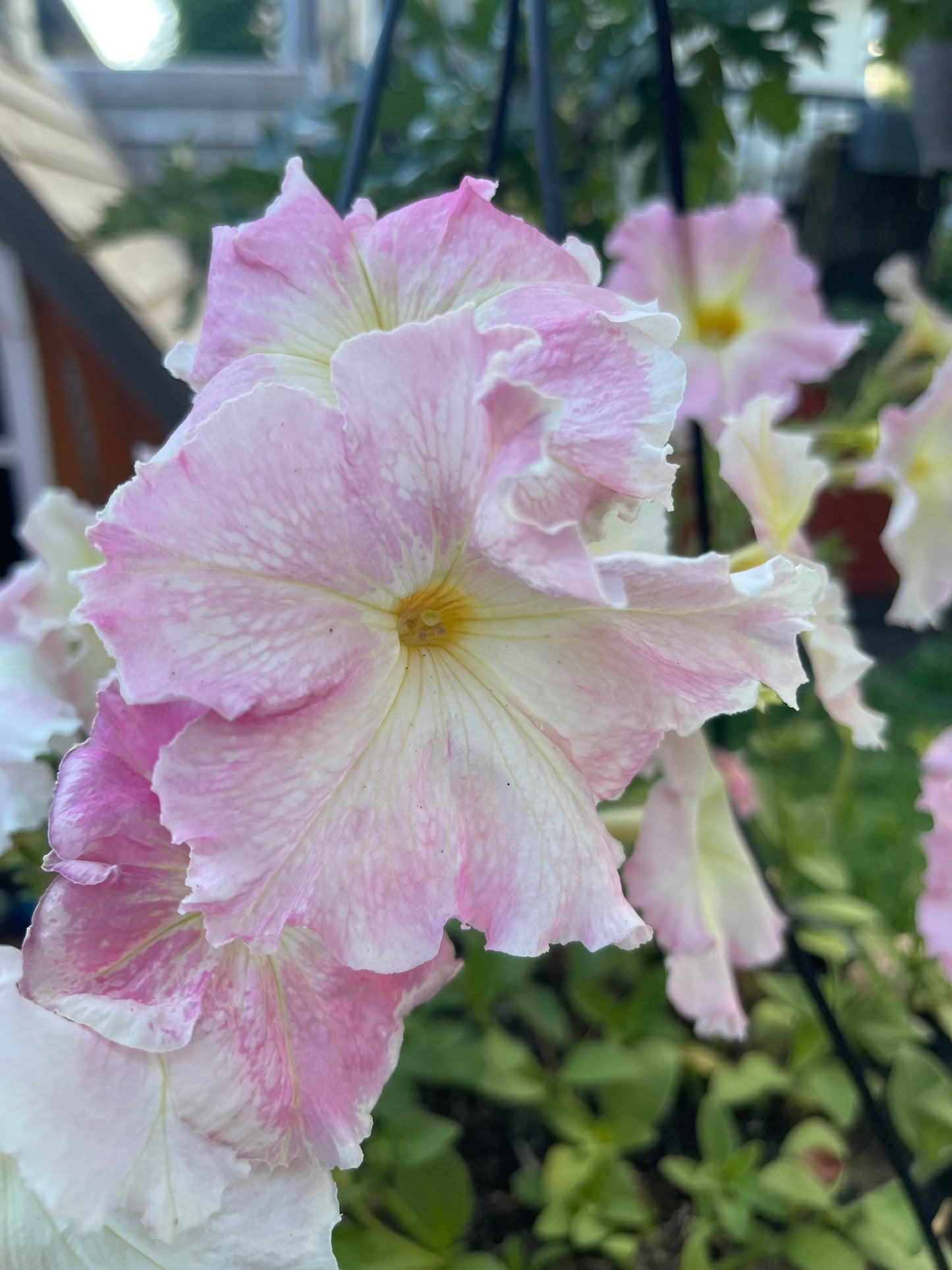 Alenka Petunia 50 Seeds