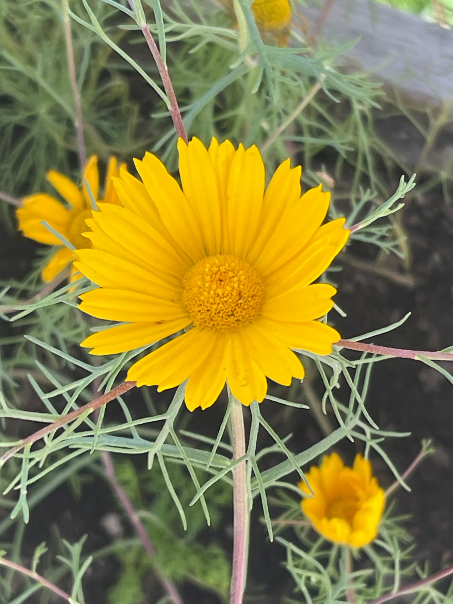 Moroccan Chamomile 100 Seeds