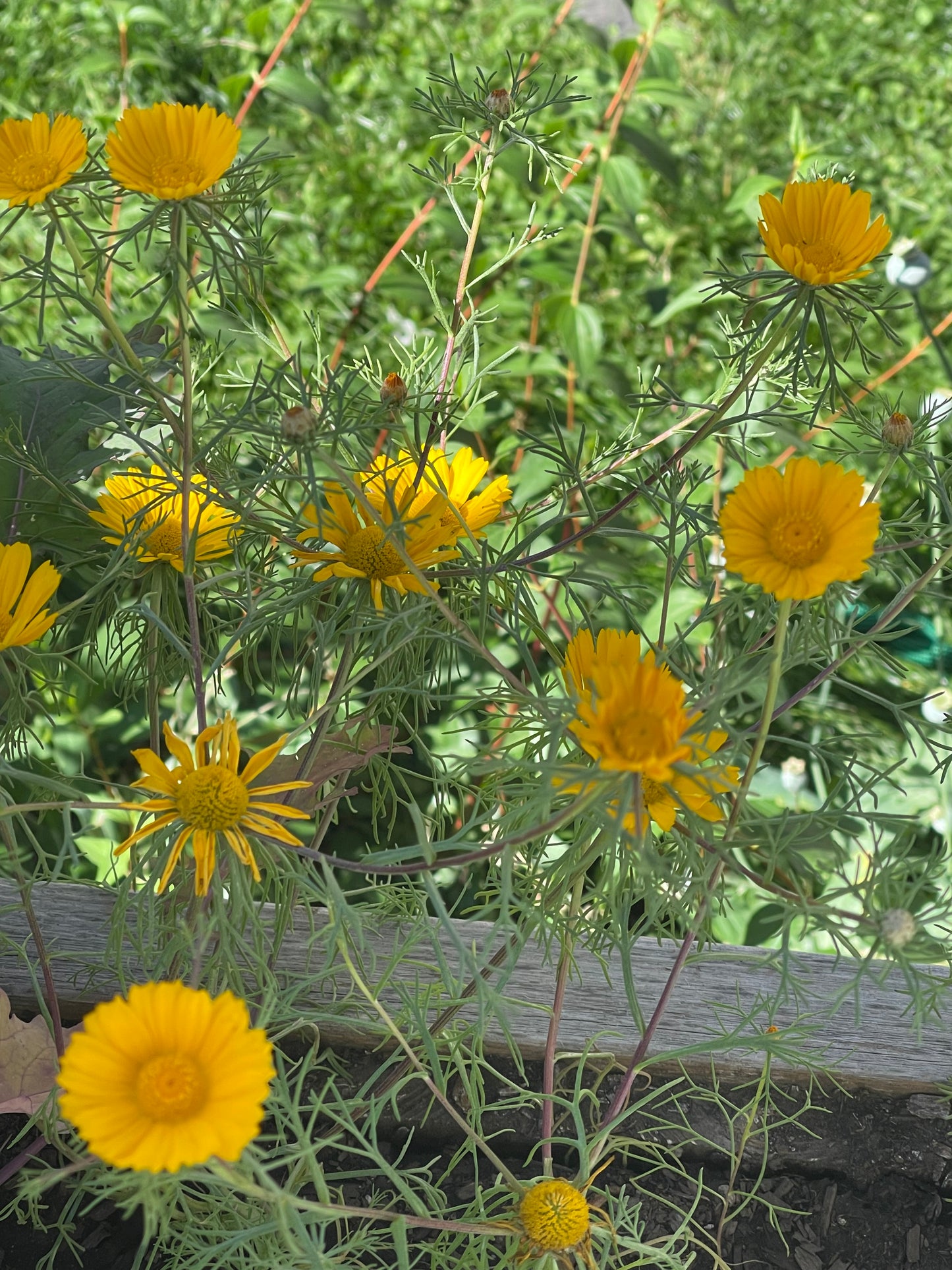 Moroccan Chamomile 100 Seeds