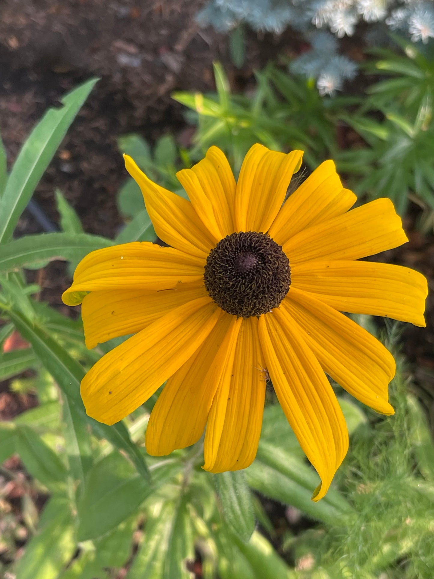 Black-Eyed Susan 100 Seeds