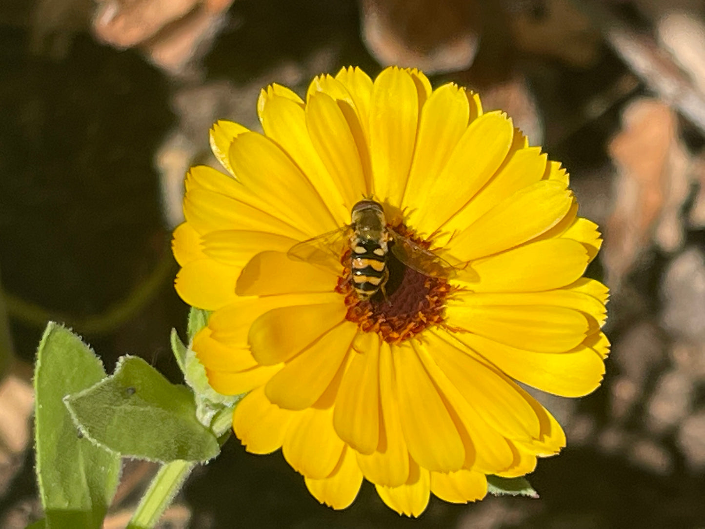 Calendula Mix 50 Seeds