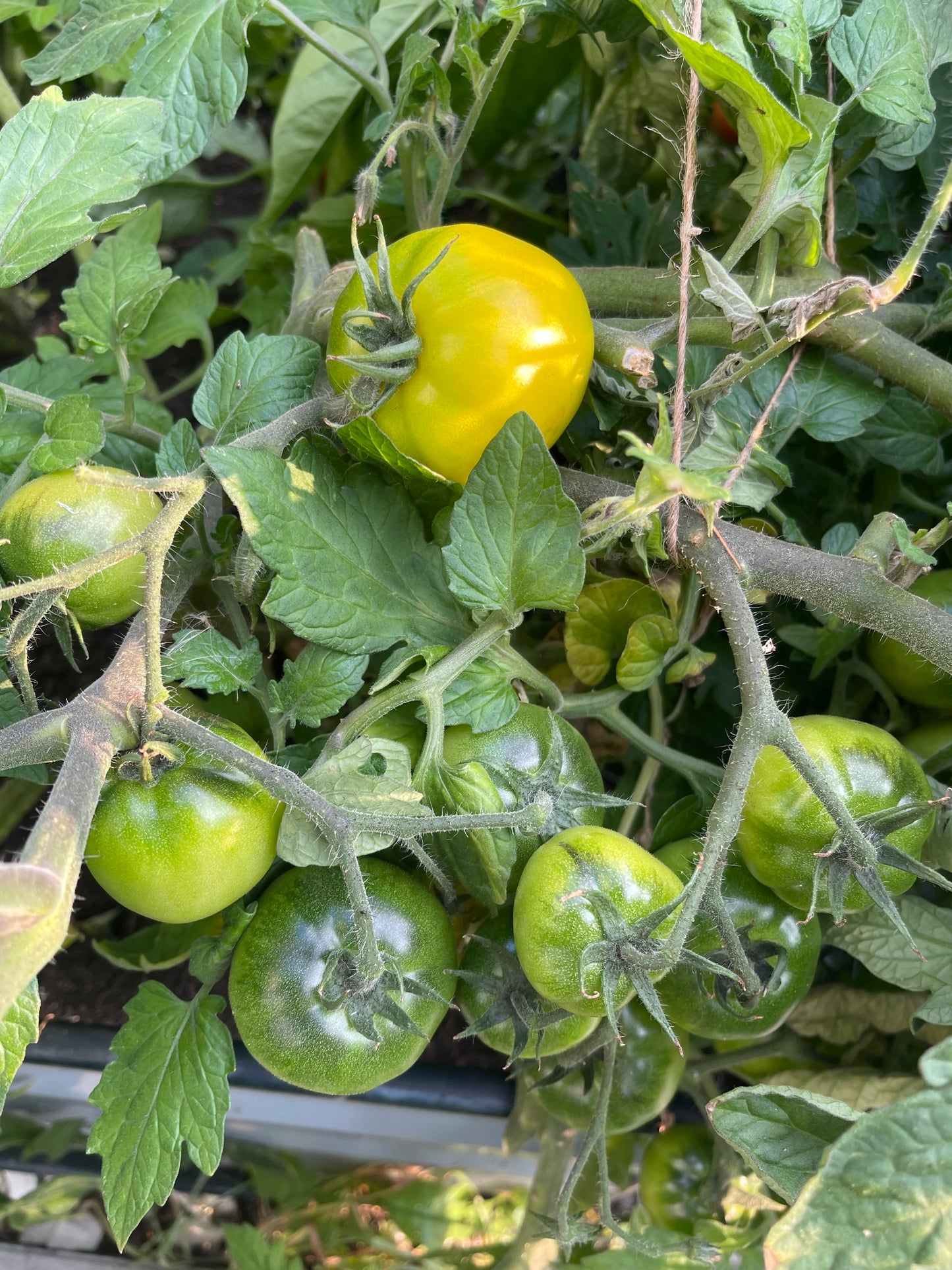 Golden Klusha Tomato 25 Seeds