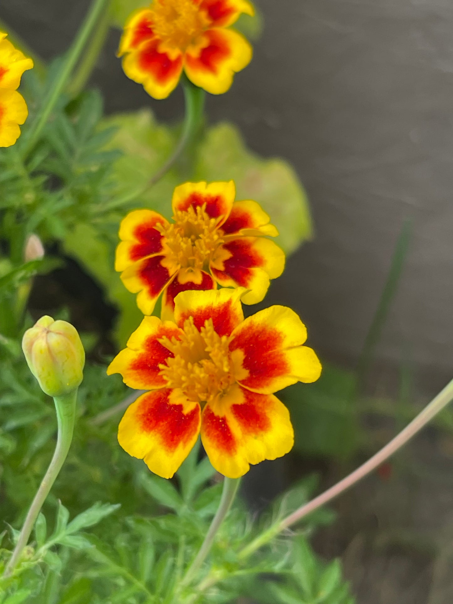 Legion of Honour Marigold 50 Seeds