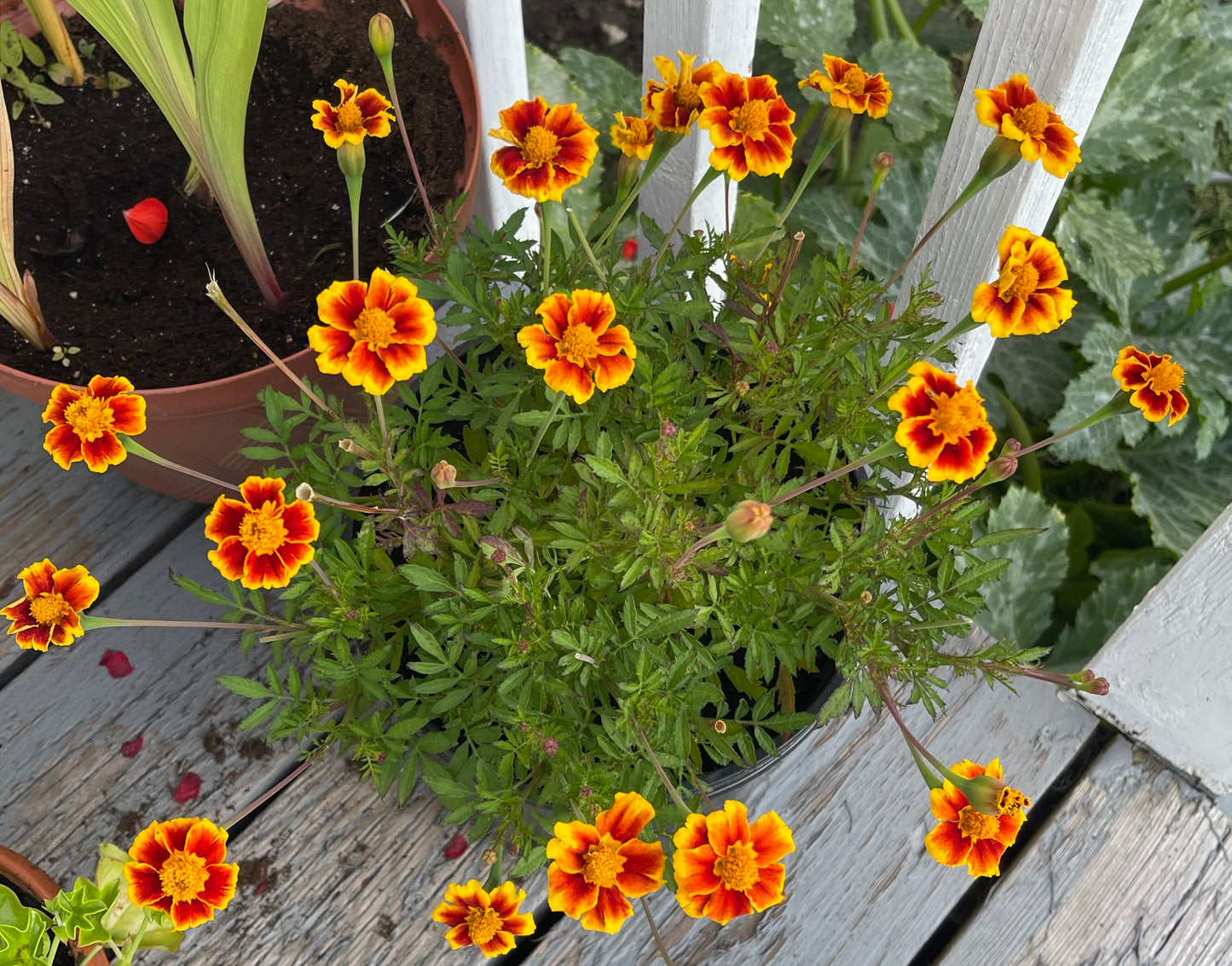 Legion of Honour Marigold 50 Seeds