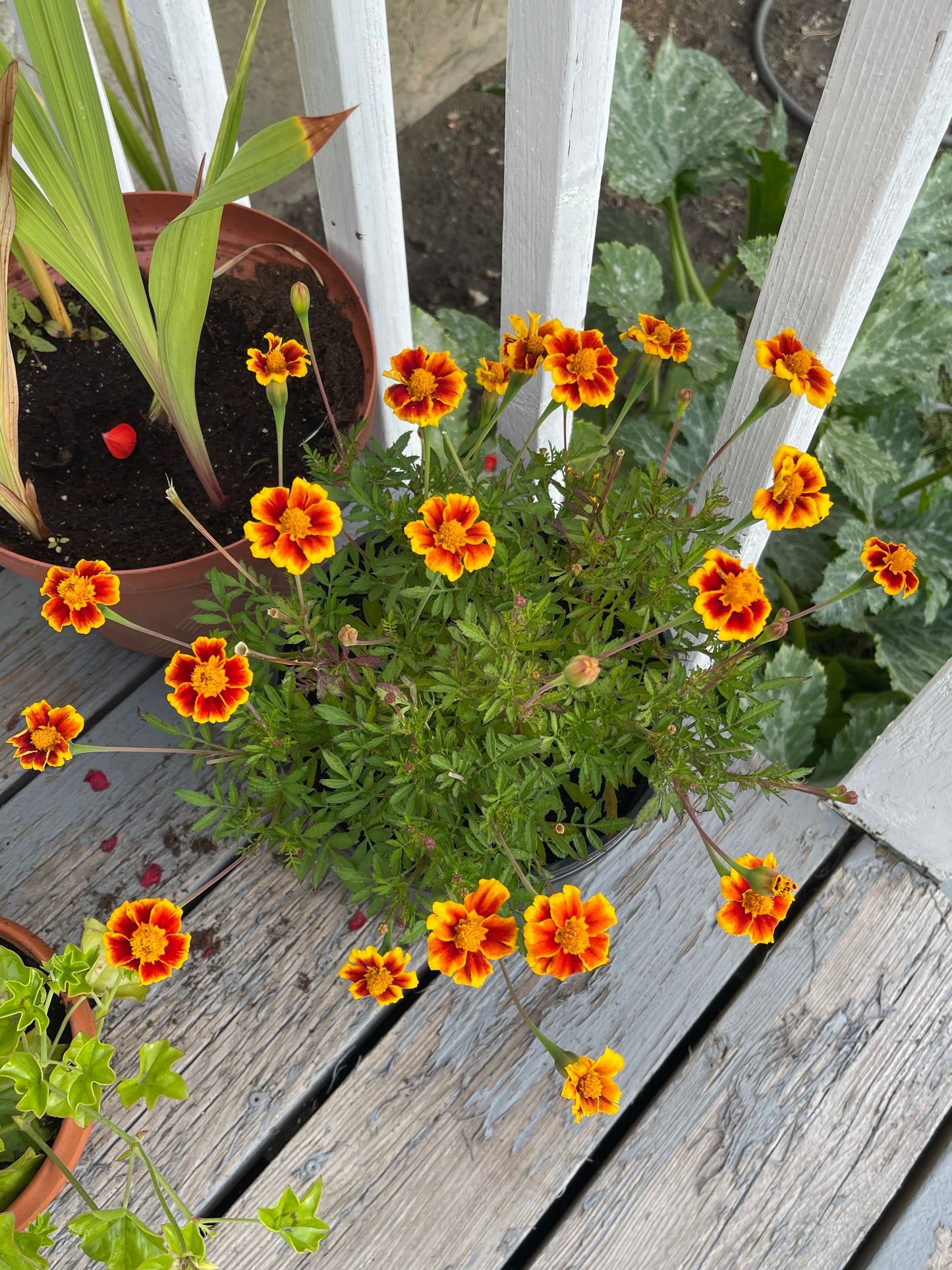 Legion of Honour Marigold 50 Seeds