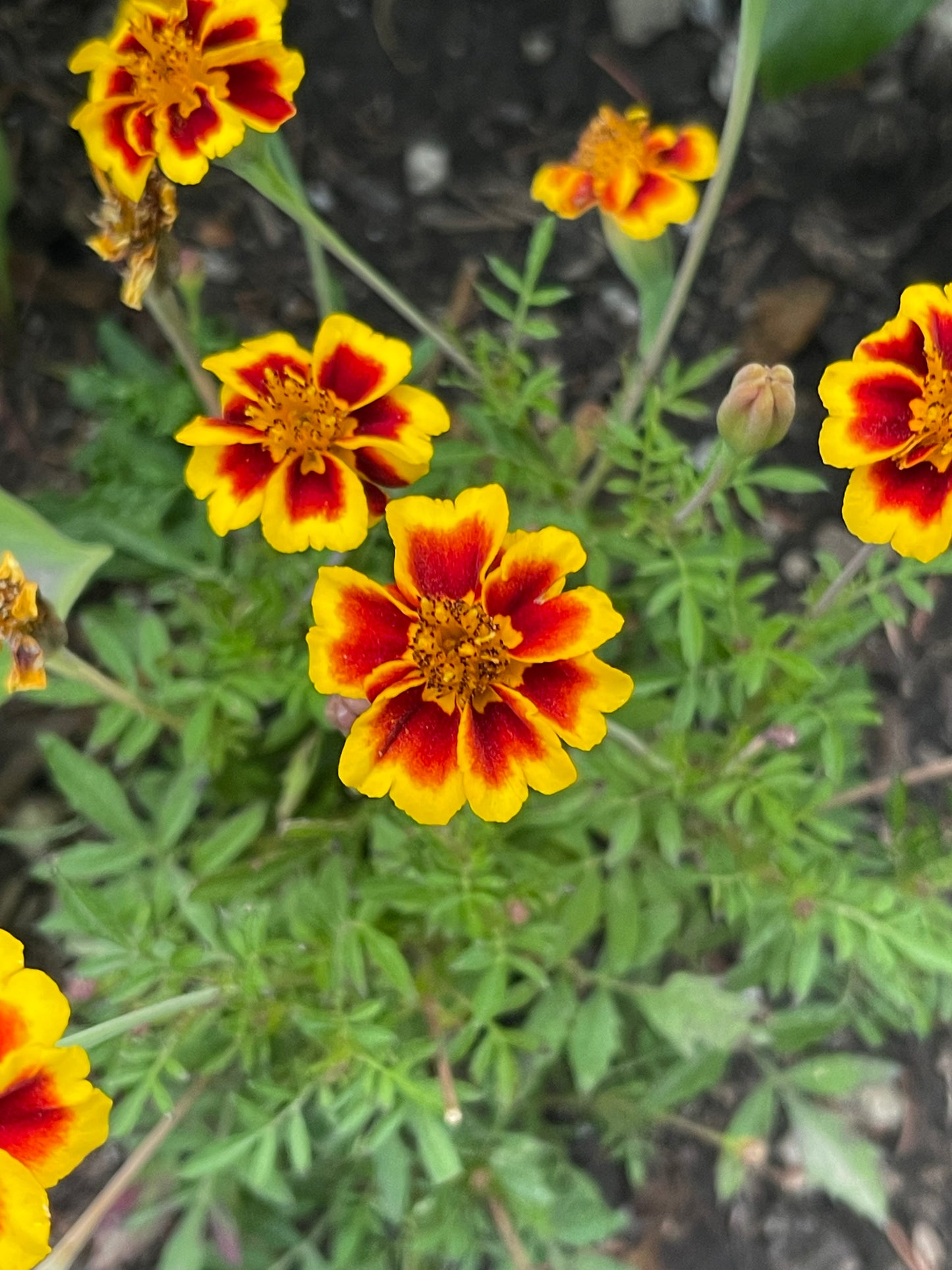 Legion of Honour Marigold 50 Seeds