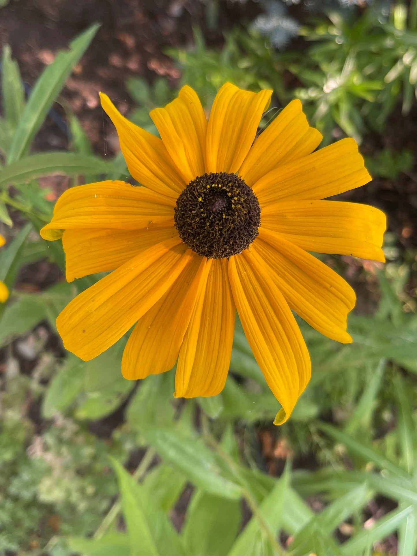 Black-Eyed Susan 100 Seeds