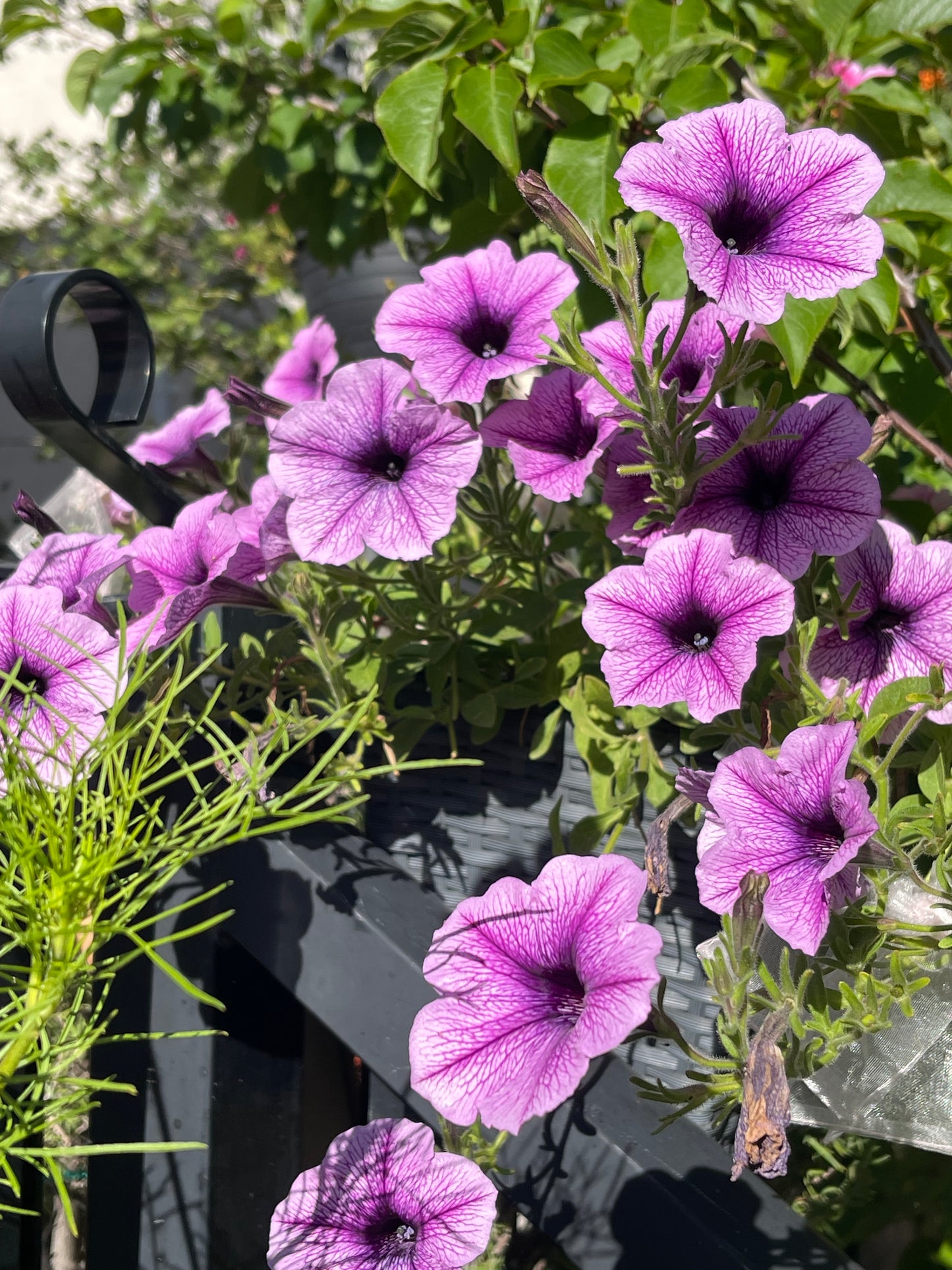Veined Mix Petunia 100 Seeds
