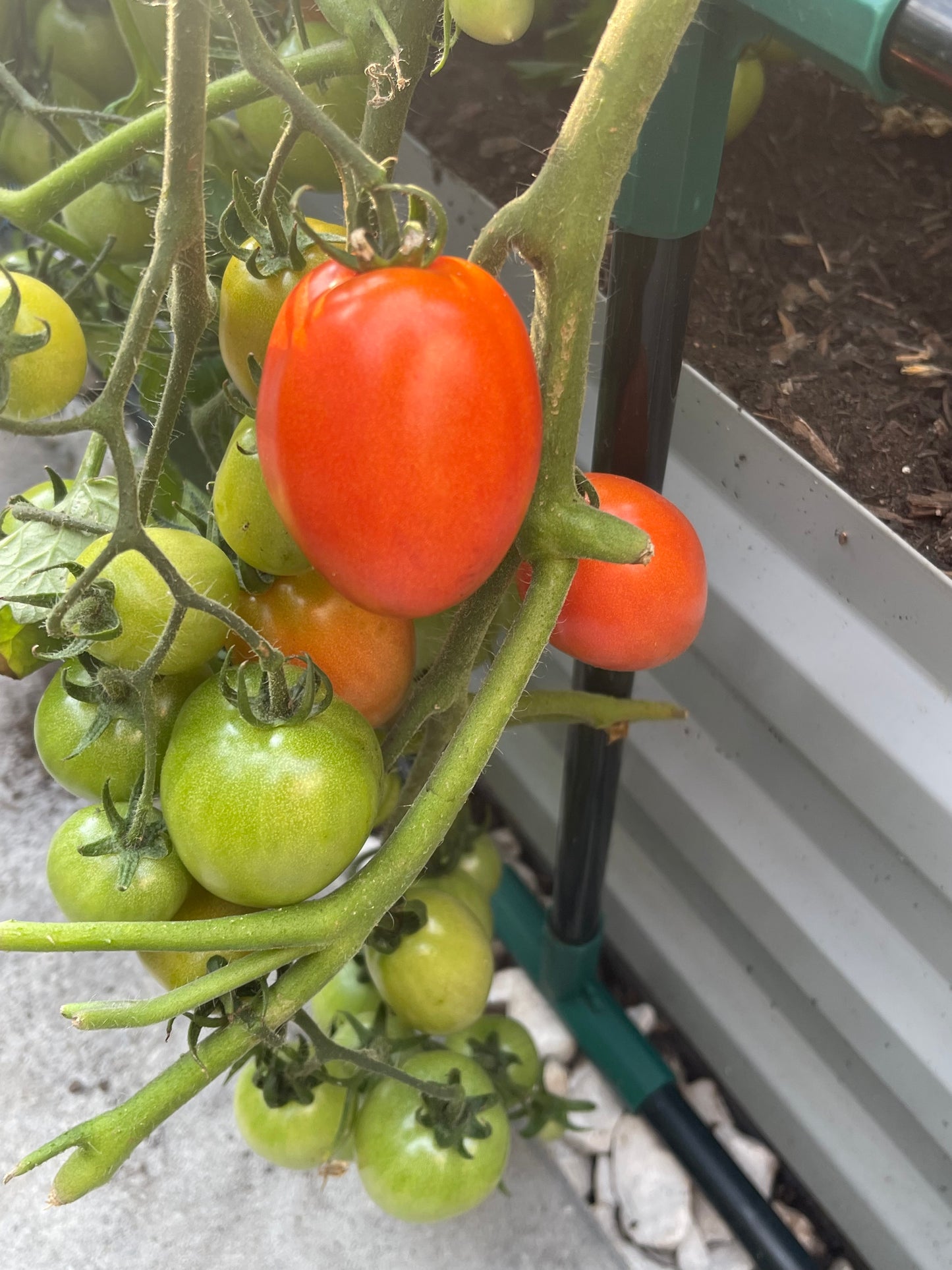 Little Napoli Tomato 25 Seeds