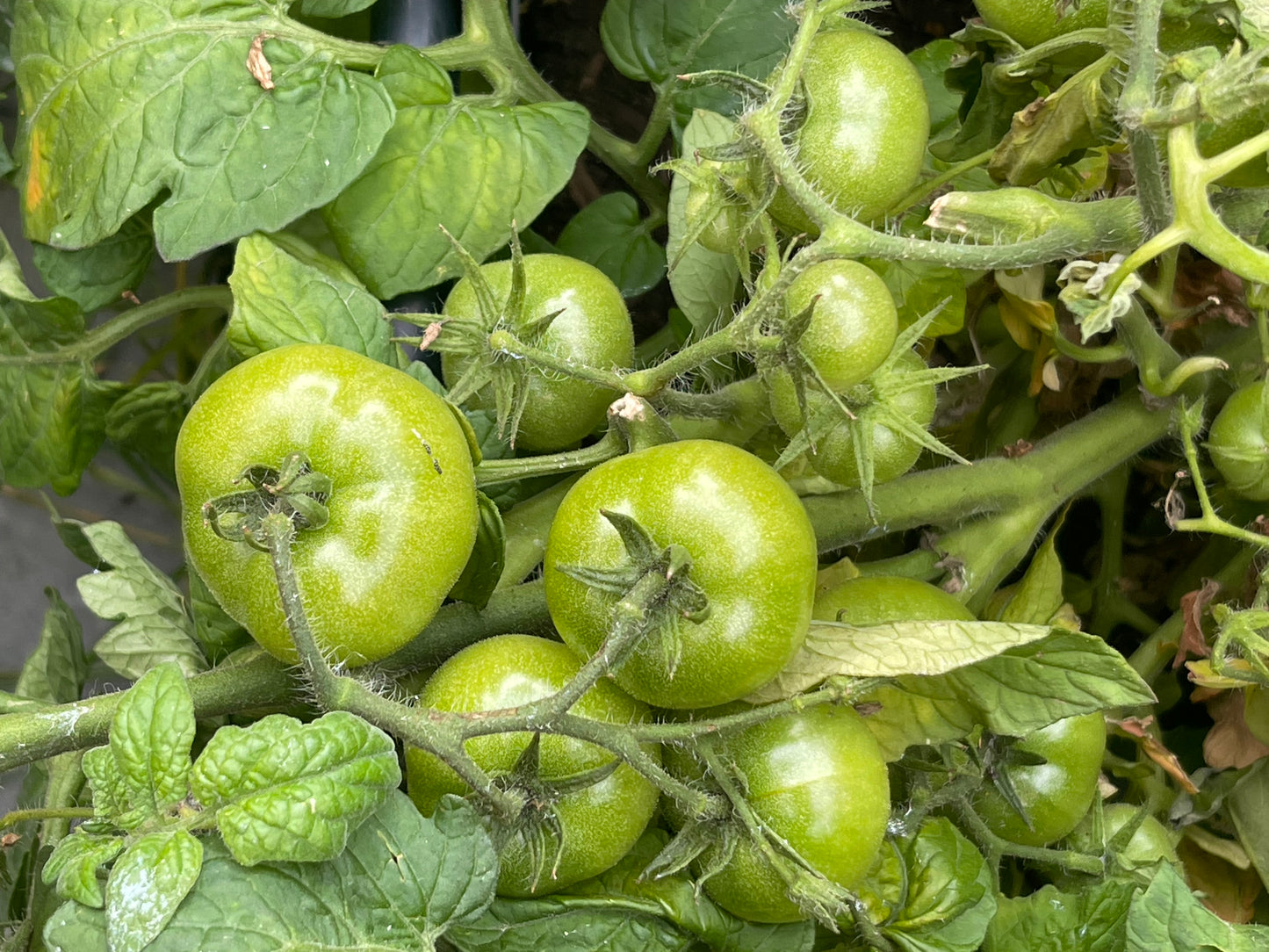 Little Sicily Tomato 25 Seeds