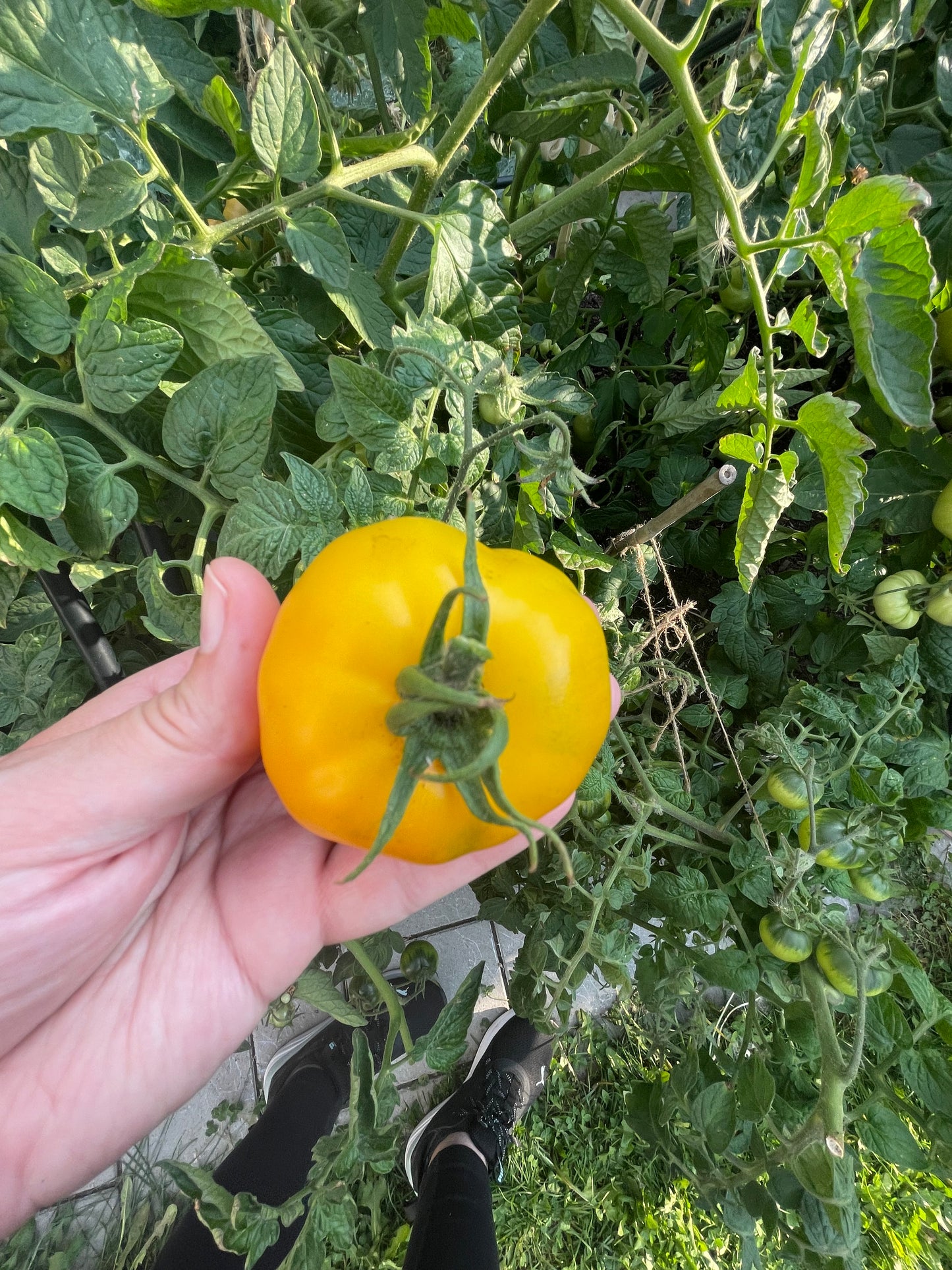 Golden Klusha Tomato 25 Seeds