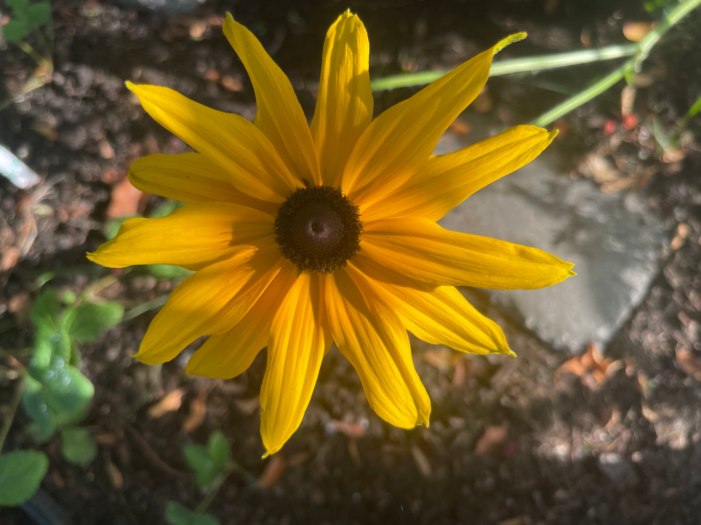 Black-Eyed Susan 100 Seeds