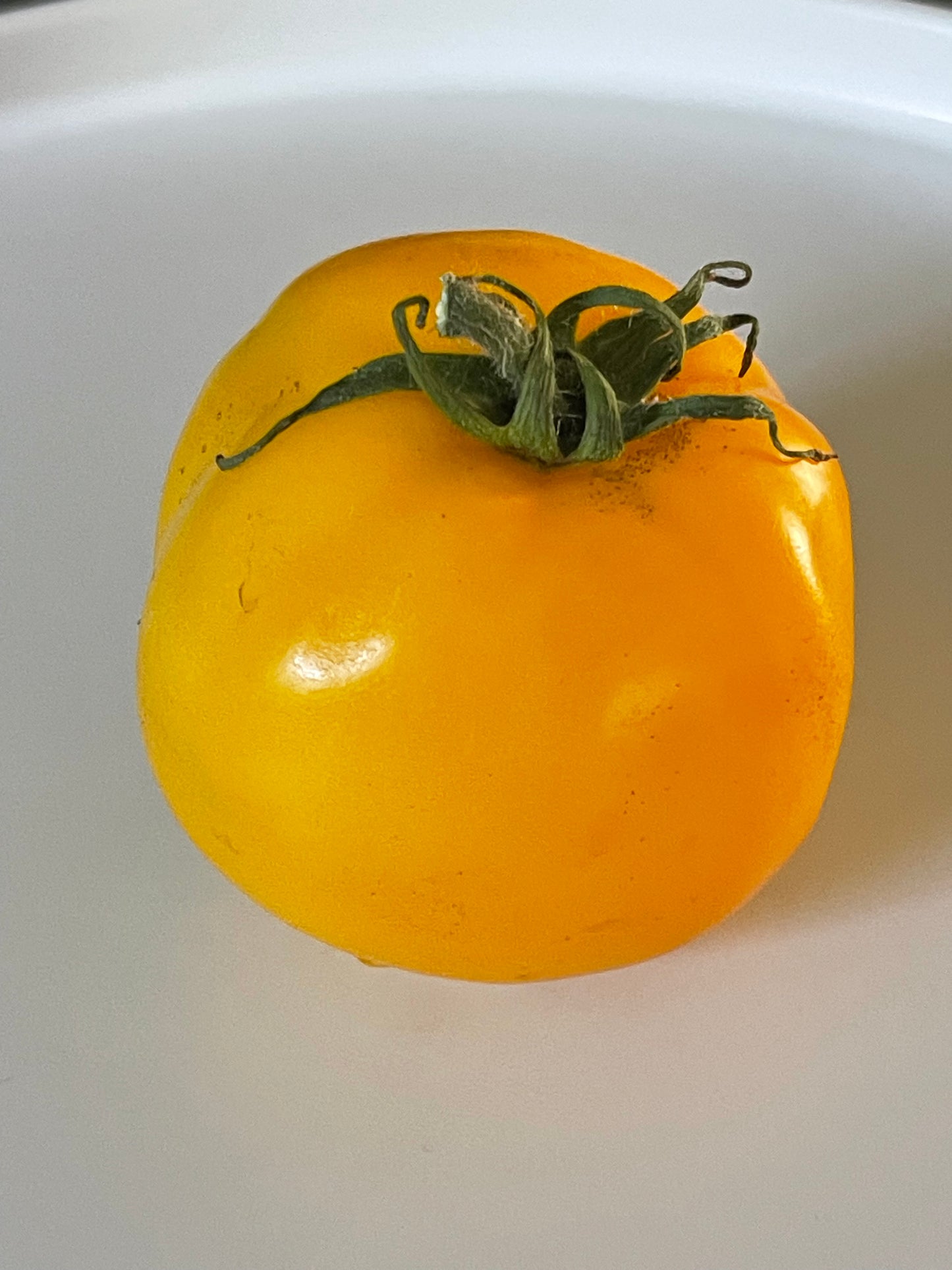 Golden Klusha Tomato 25 Seeds