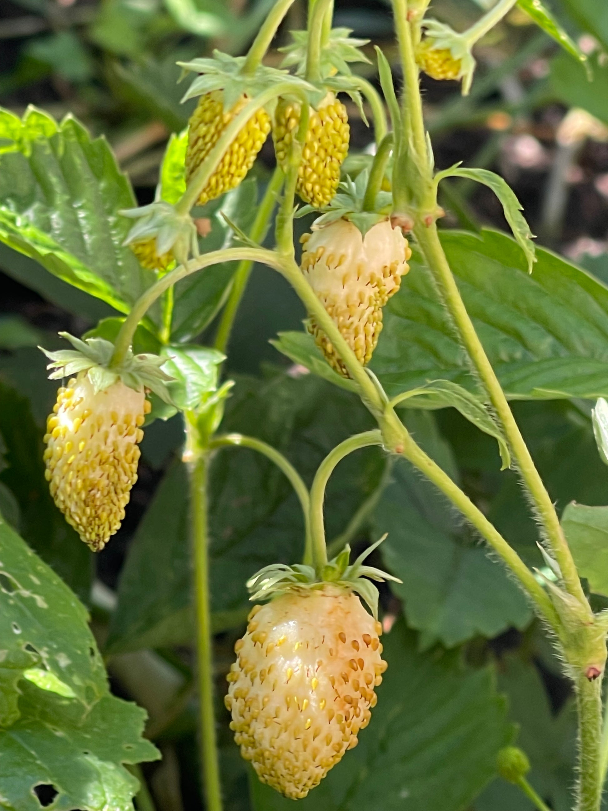 yellow alpine strawberry seeds Yellow Wonder Alpine Strawberry 100 Seeds – LIZA'S PLANTS YYC