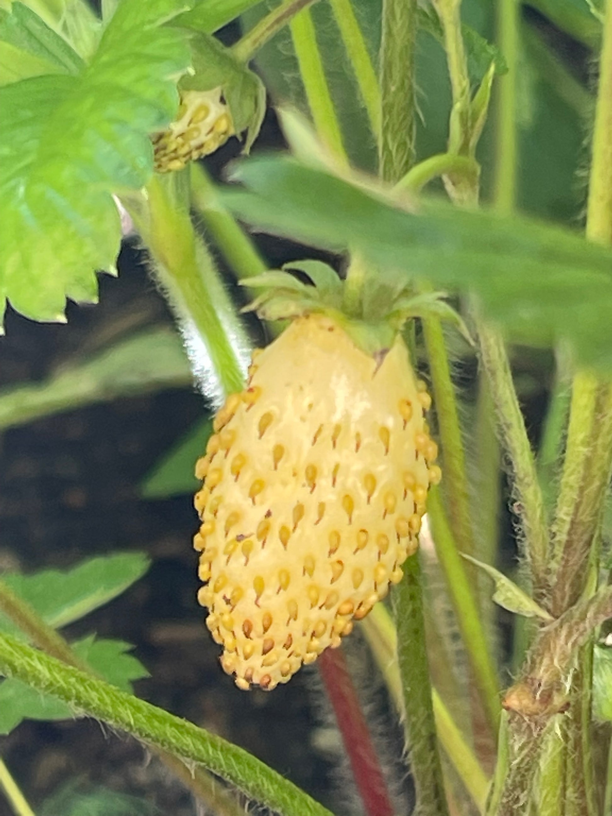 yellow alpine strawberry seeds Yellow Wonder Alpine Strawberry 100 Seeds – LIZA'S PLANTS YYC
