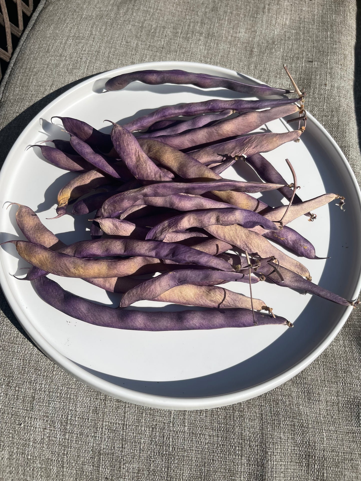 Blue Coco Pole Bean 12 Seeds