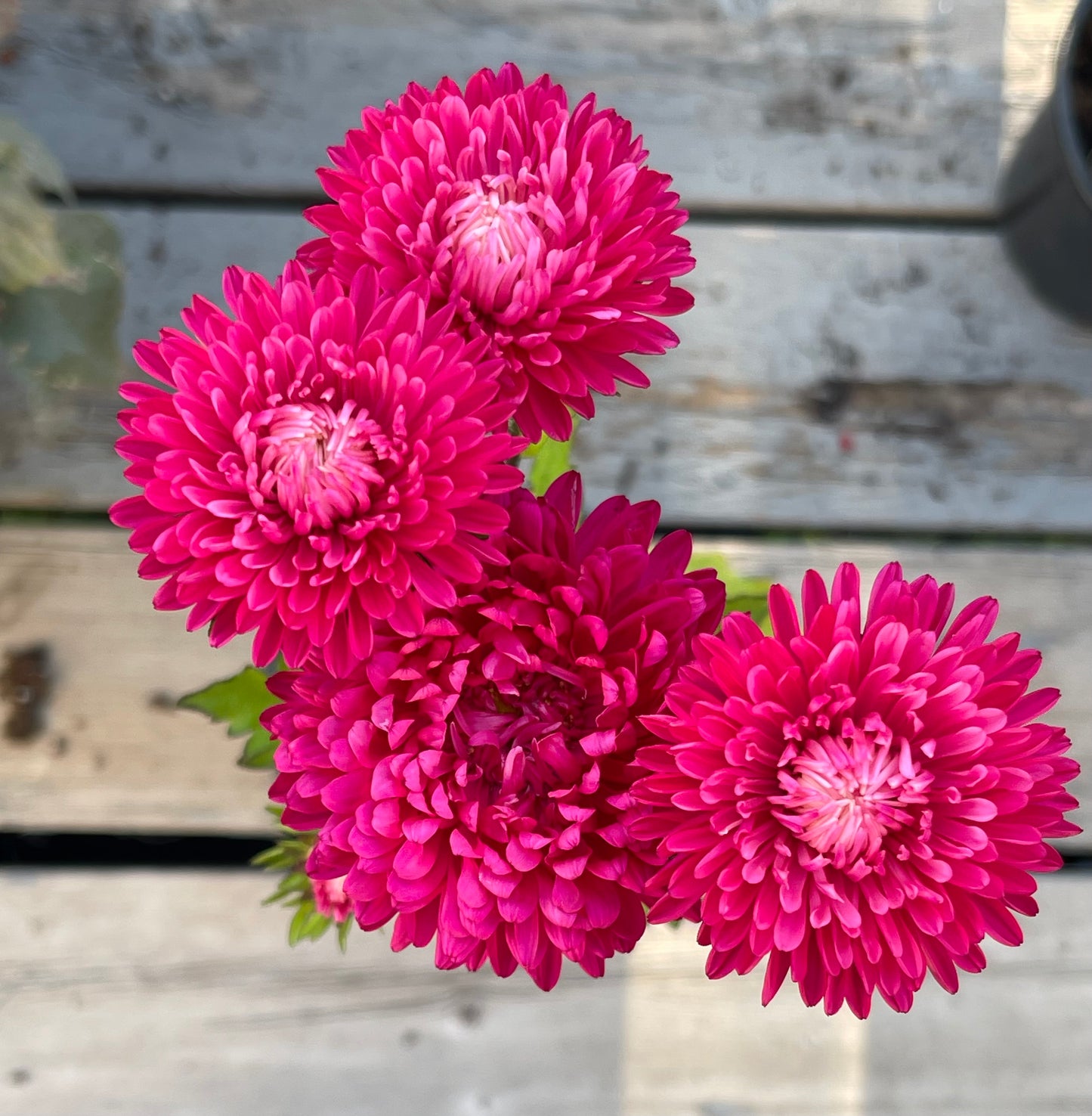 Tower China Pink Aster 50 Seeds
