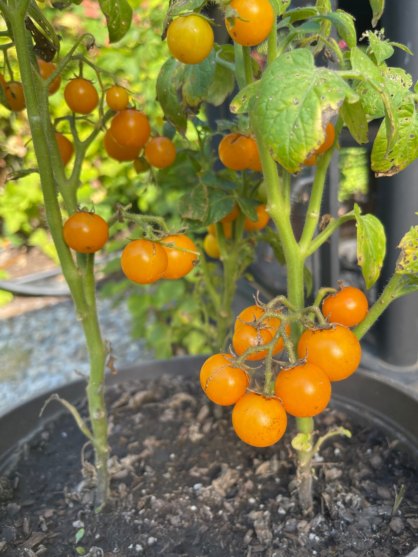 Venus Micro Dwarf Tomato 20 Seeds