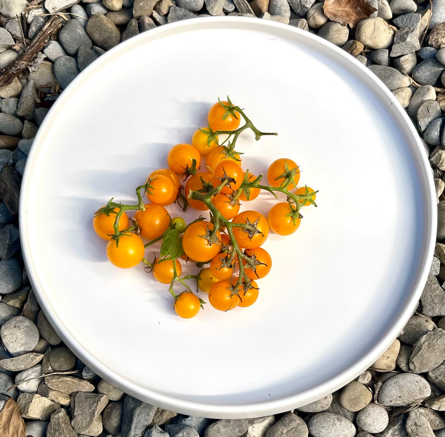 Venus Micro Dwarf Tomato 20 Seeds