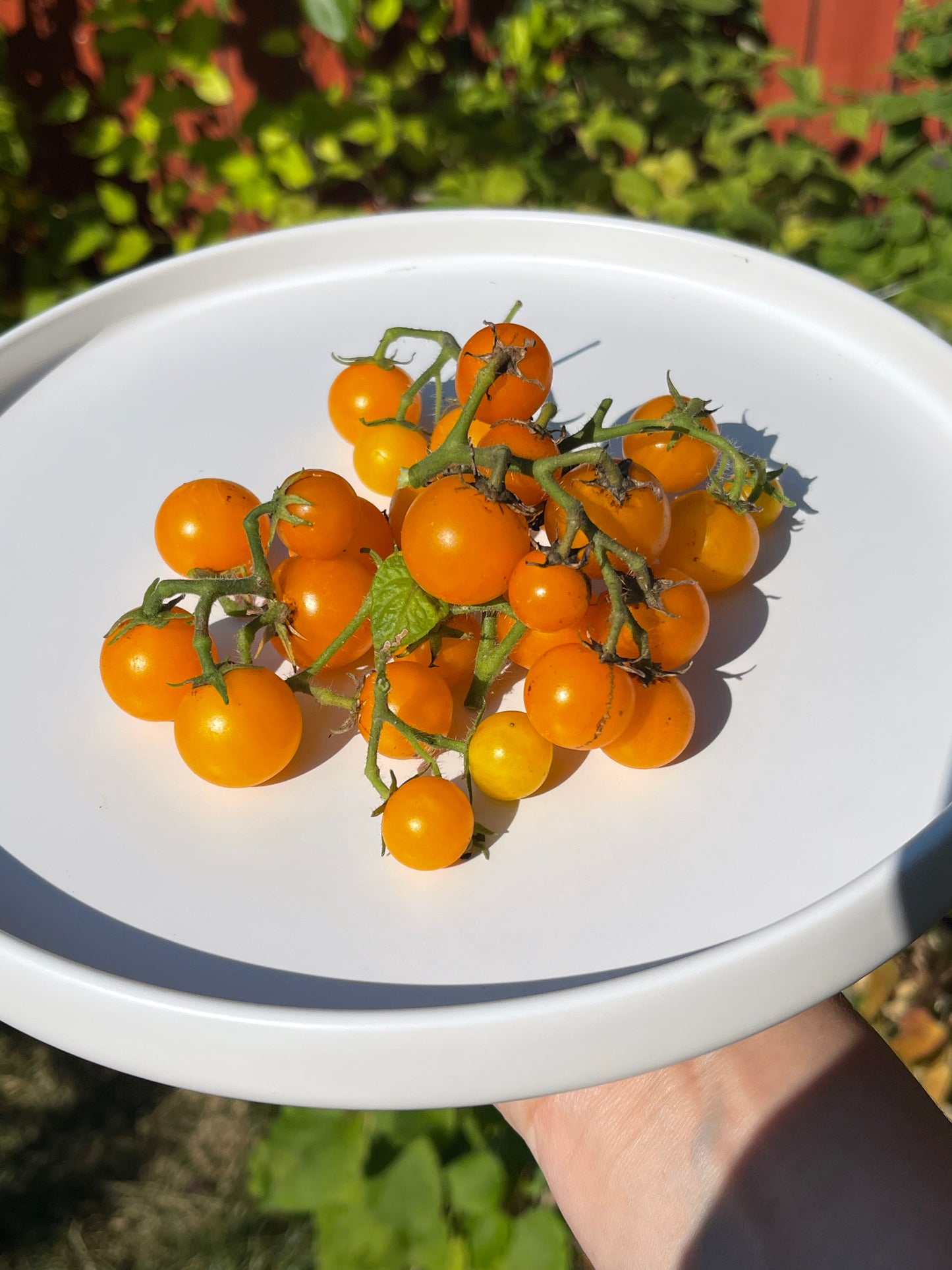 Venus Micro Dwarf Tomato 20 Seeds