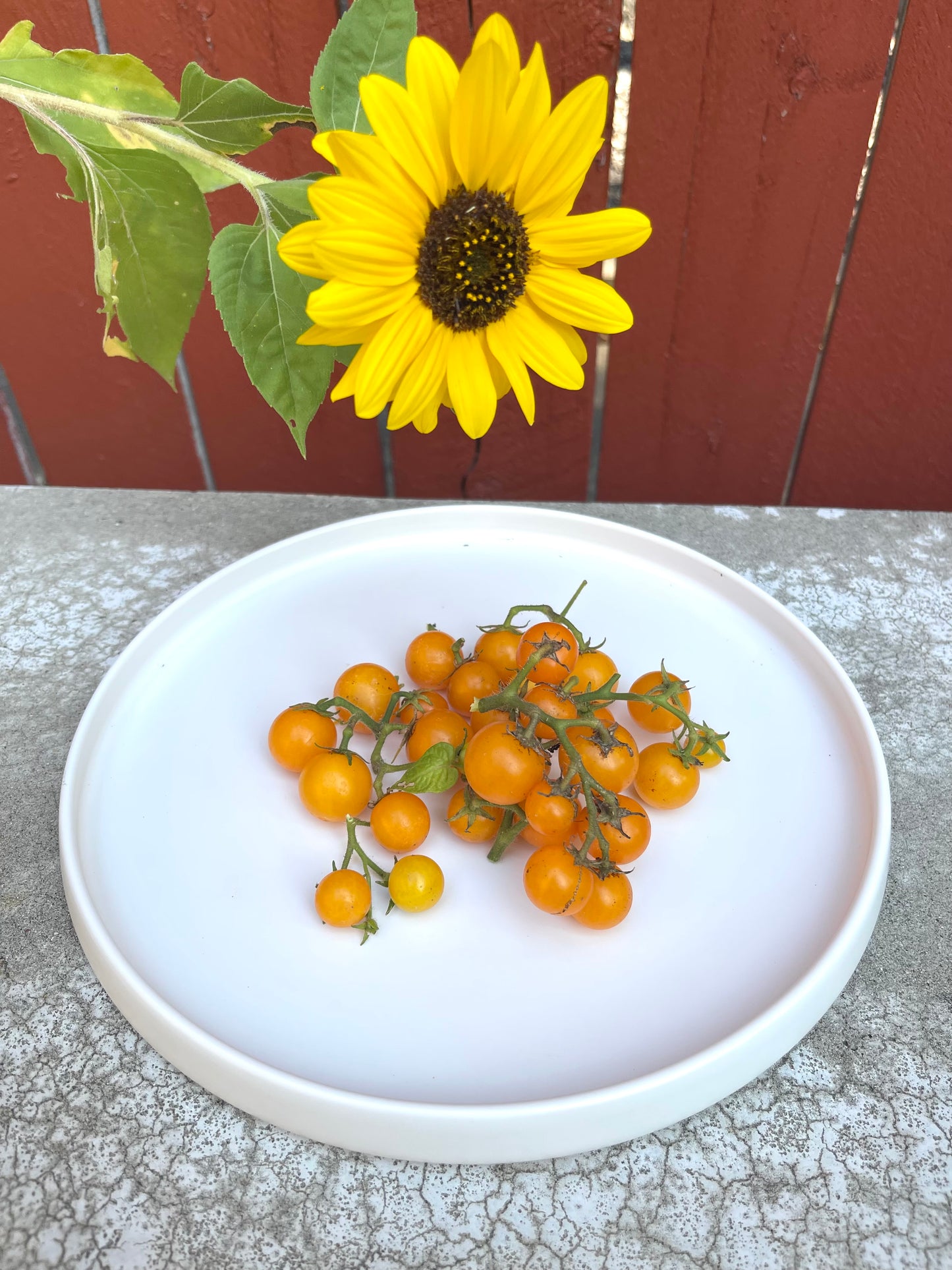 Venus Micro Dwarf Tomato 20 Seeds