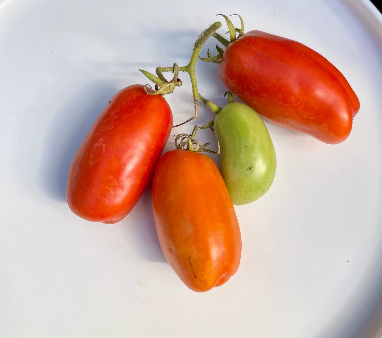 Firewood Tomato 20 Seeds