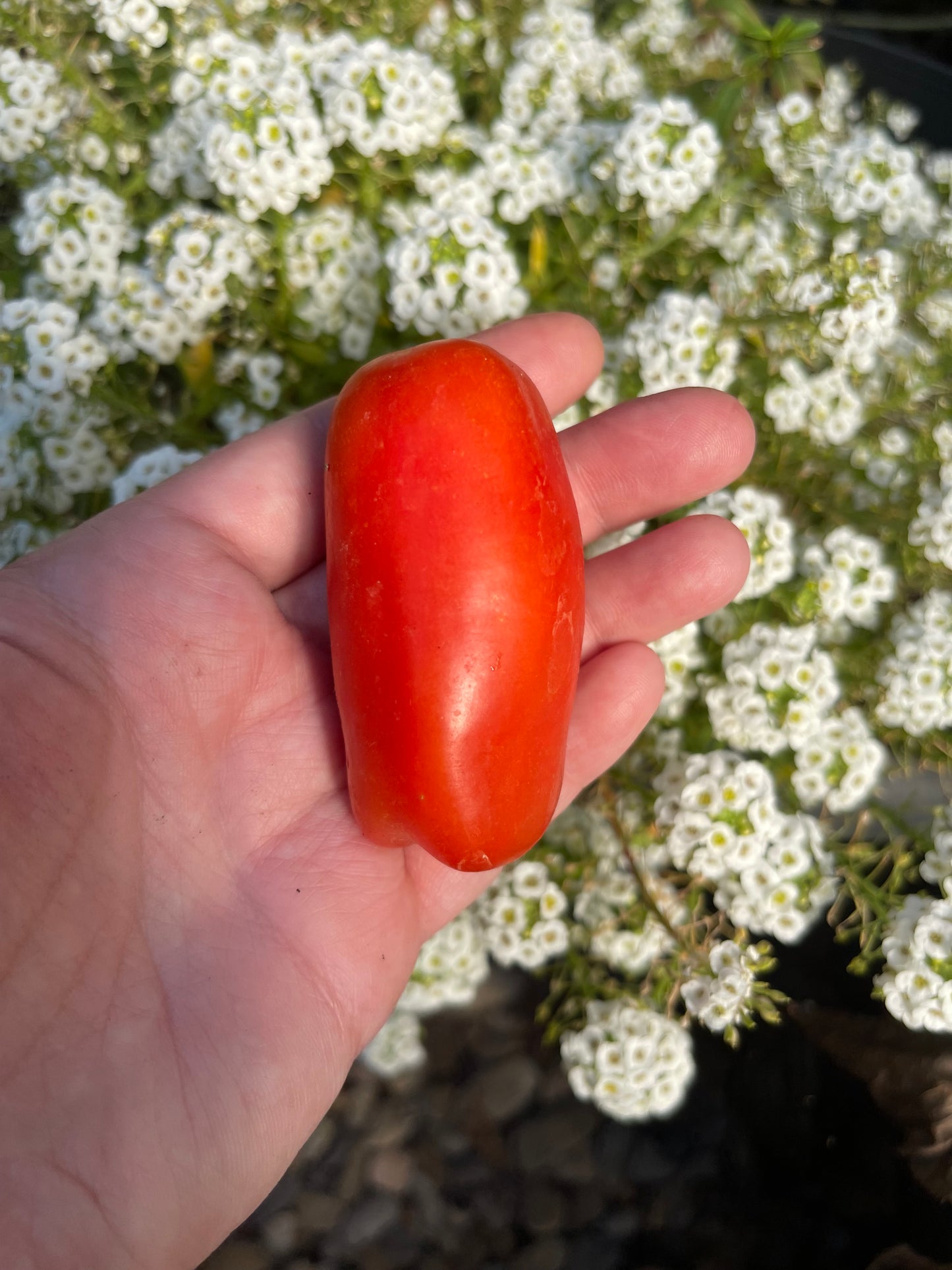 Firewood Tomato 20 Seeds