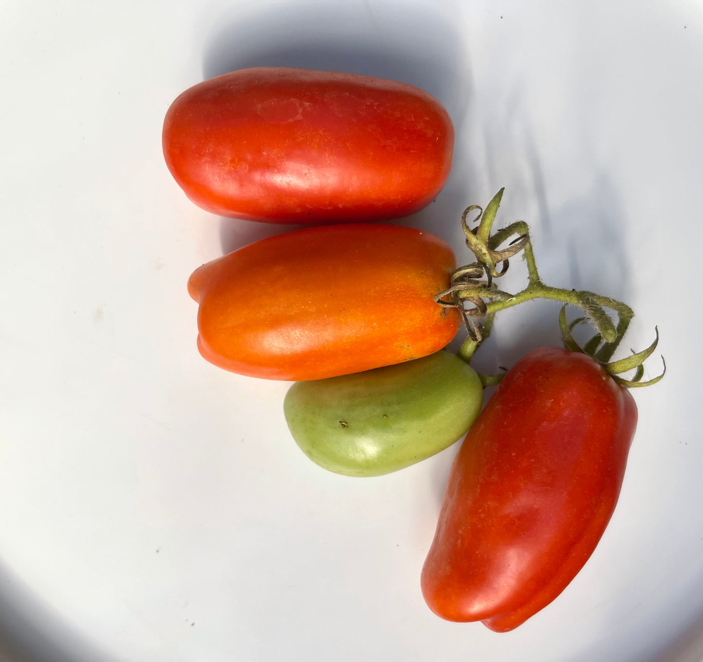 Firewood Tomato 20 Seeds