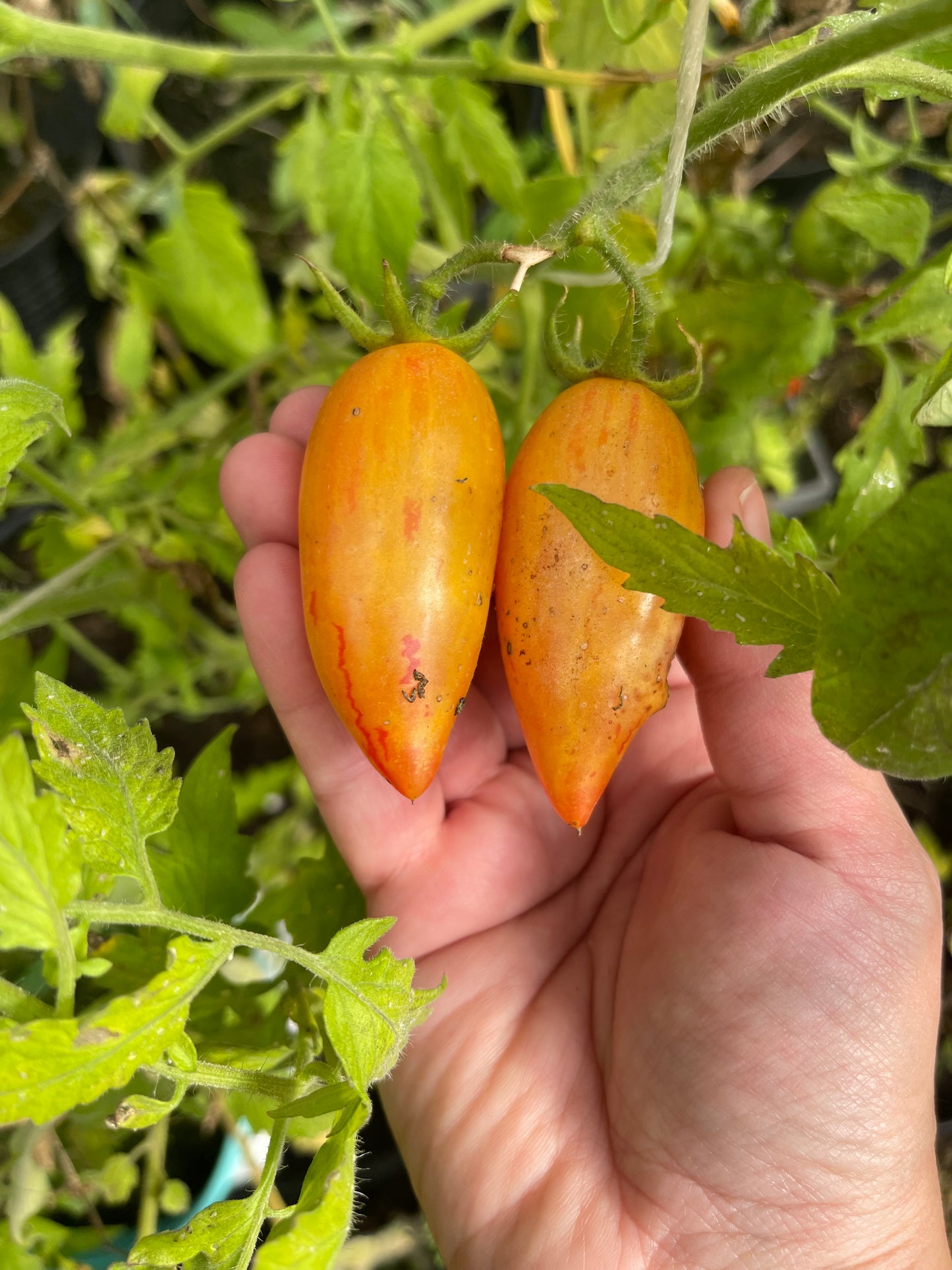 Sweet Cream Tomato 20 Seeds