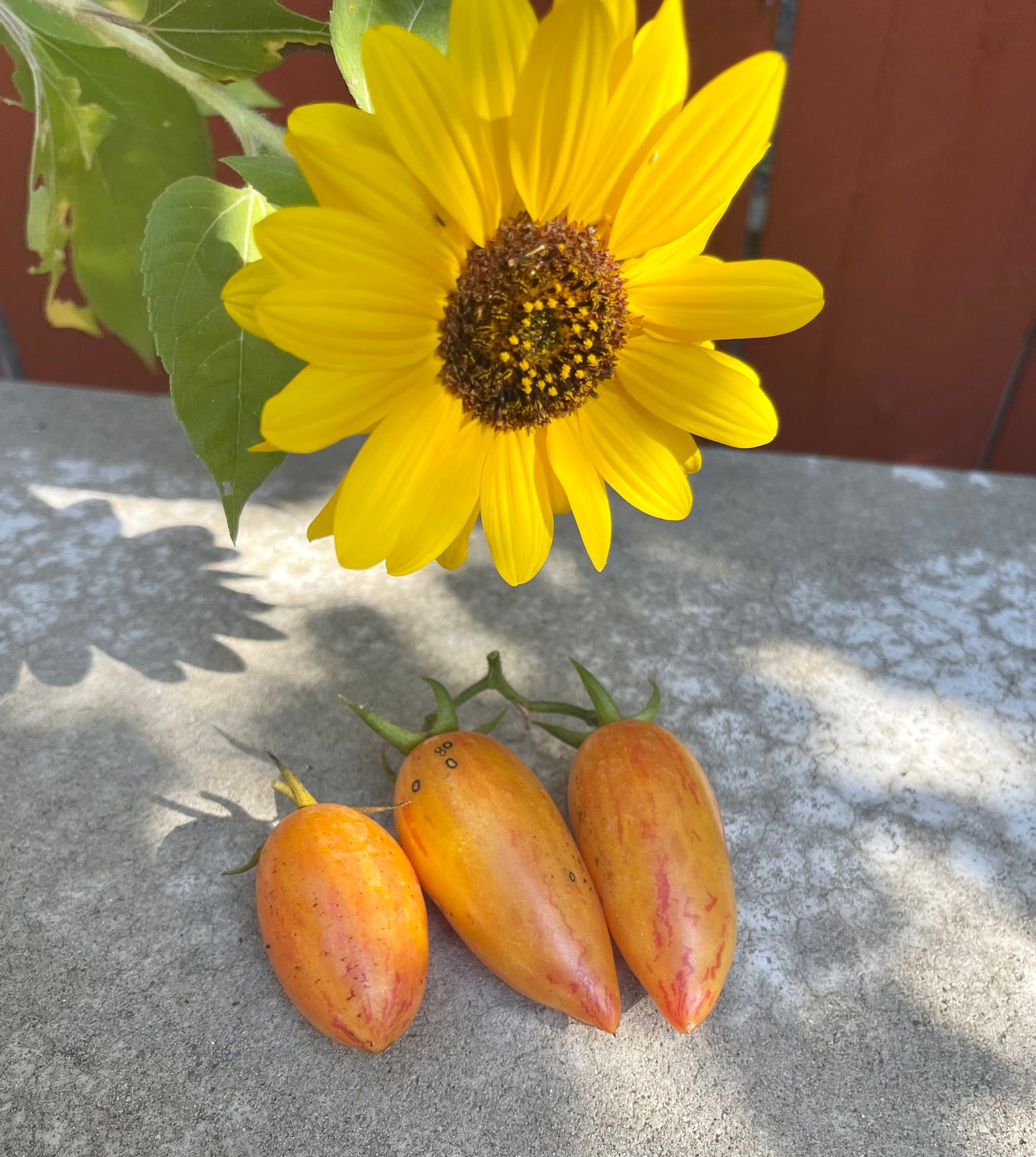 Sweet Cream Tomato 20 Seeds