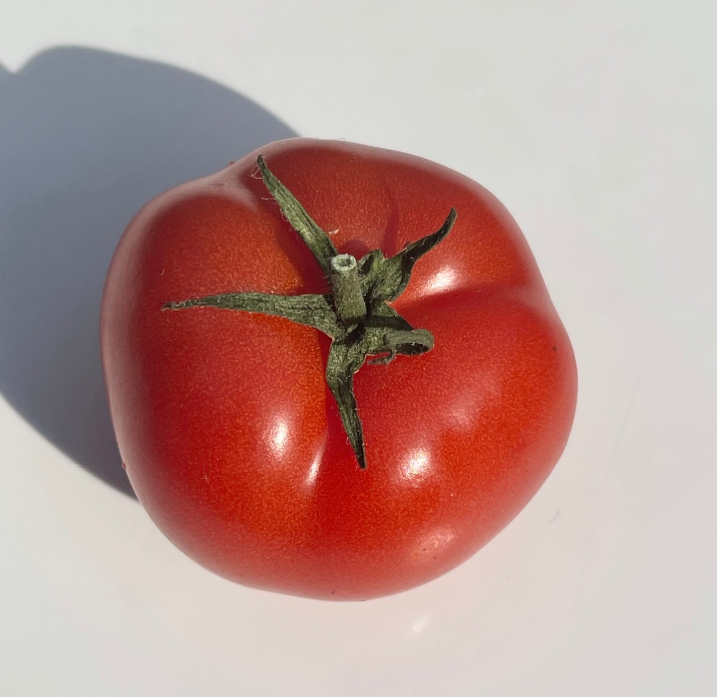 Little Sicily Tomato 25 Seeds
