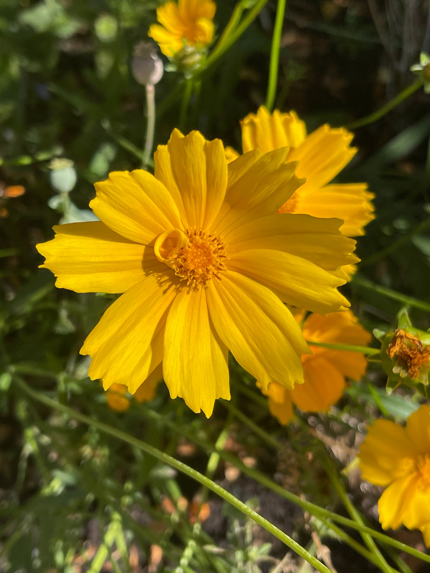 Lanceleaf Coreopsis 50 Seeds