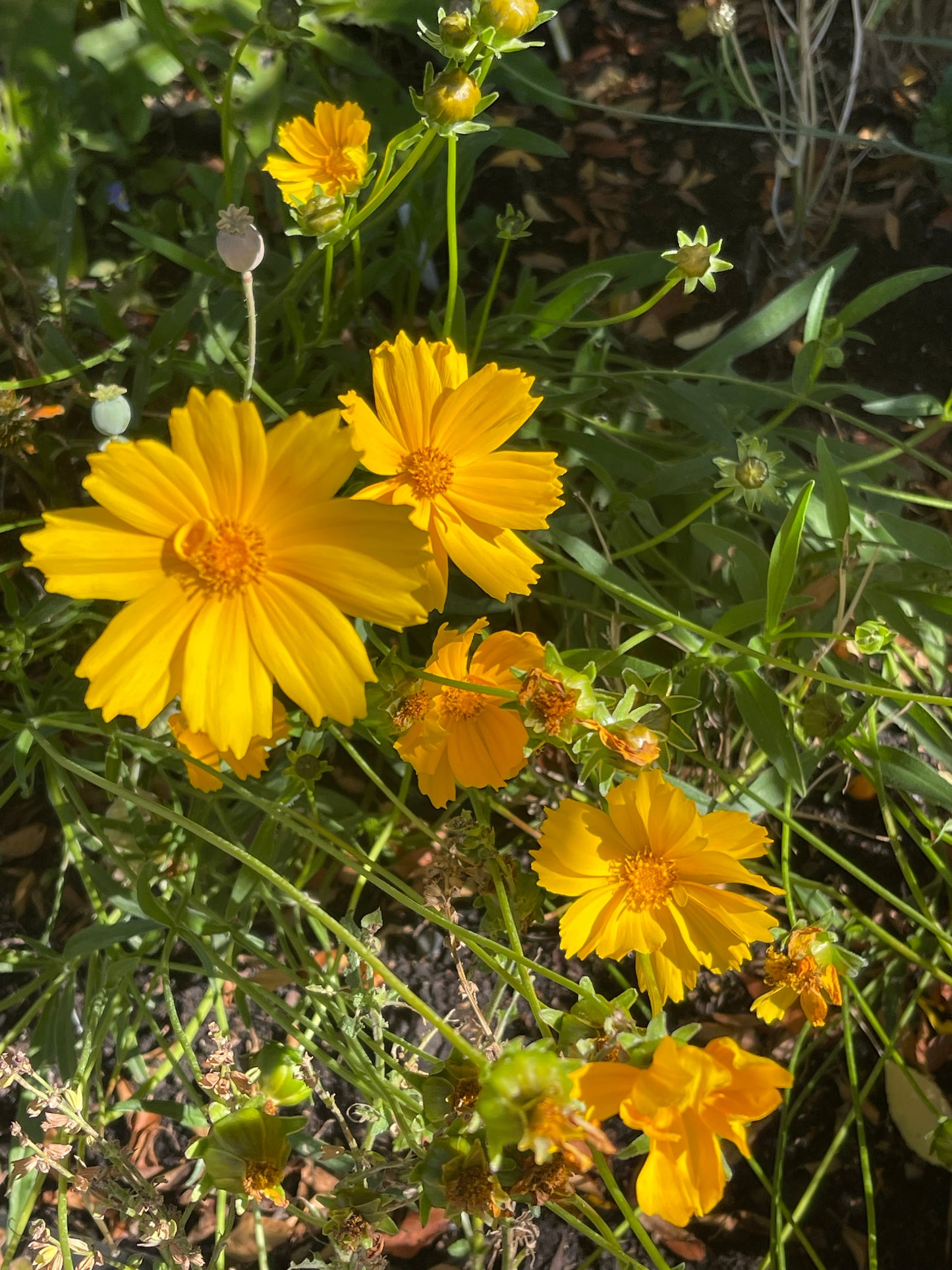 Lanceleaf Coreopsis 50 Seeds